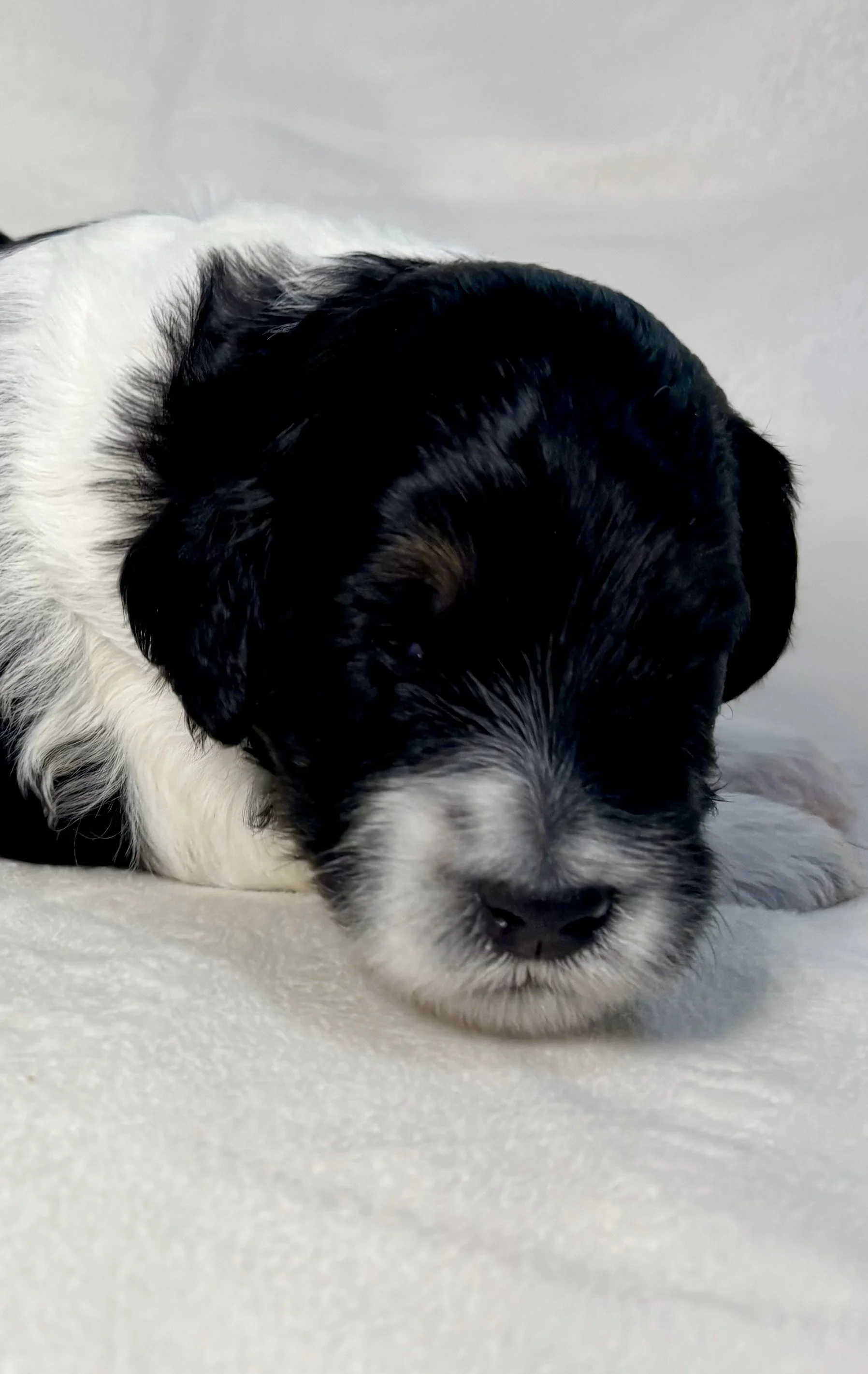 An adorable newborn back tri color mini aussiedoodle puppy.