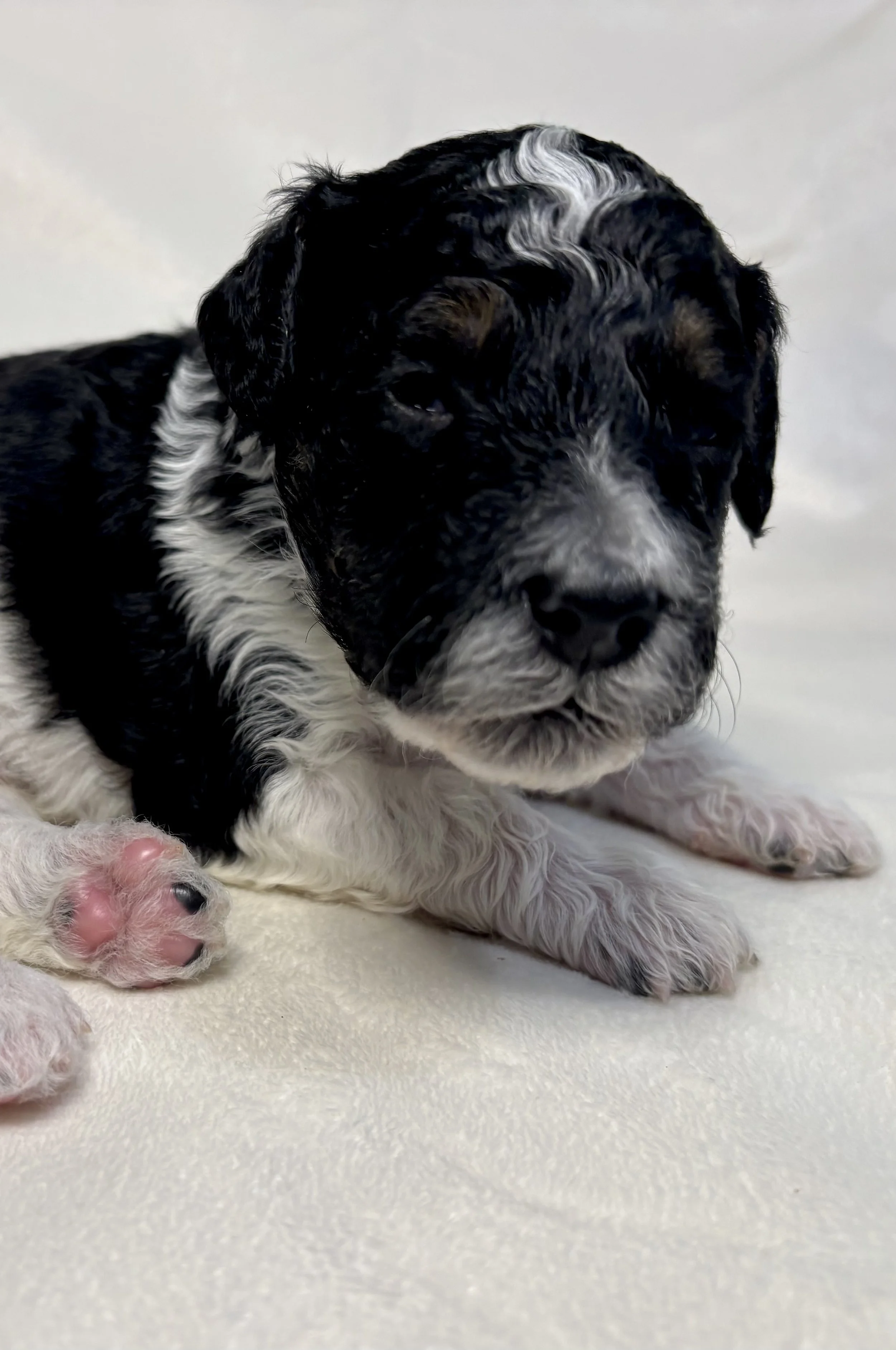 An adorable newborn back tri color mini aussiedoodle puppy.