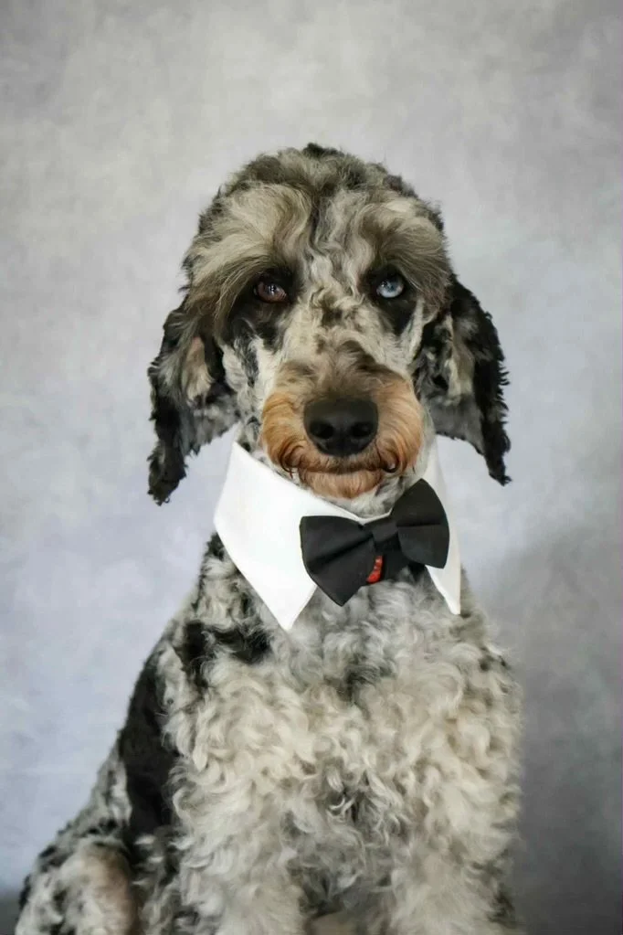 Papa mini poodle.