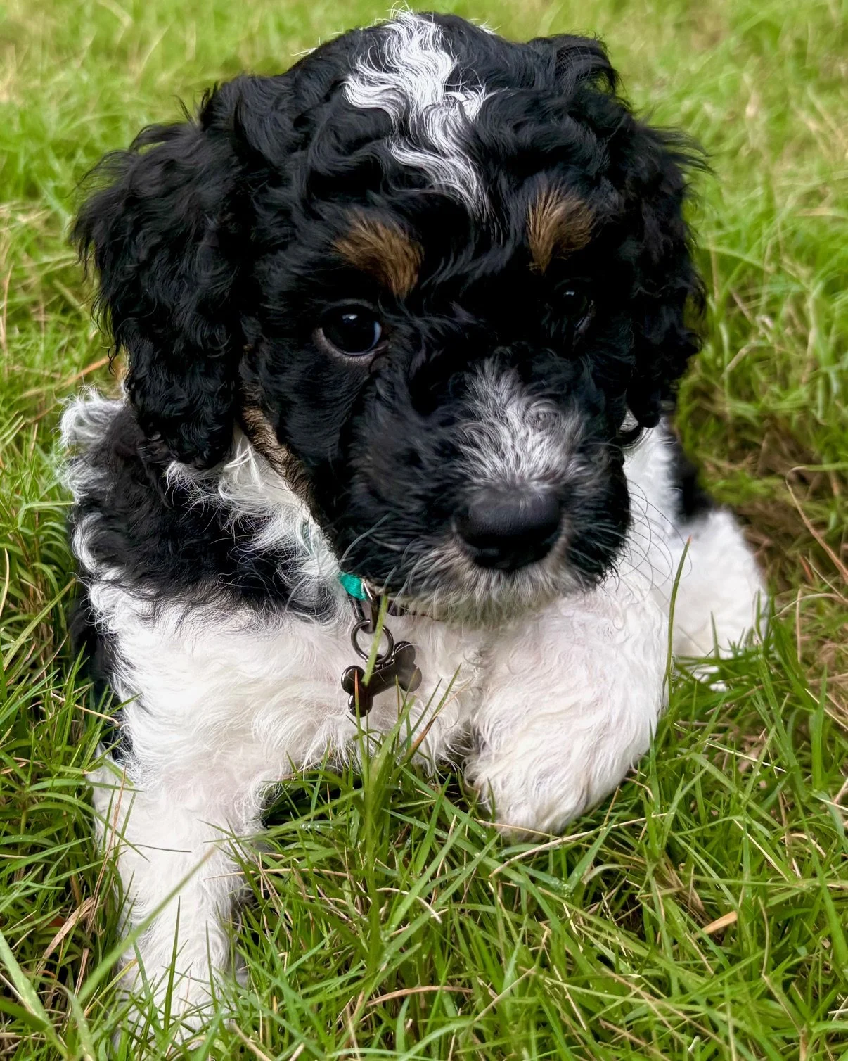 An adorable back tri color mini aussiedoodle puppy lying in green grass.