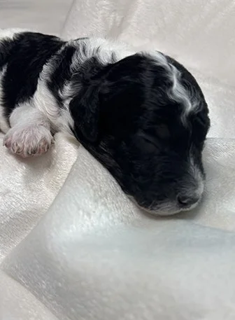 Dogwood Family Doodles, breeding ethical mini aussiedoodles north of Atlanta, Georgia