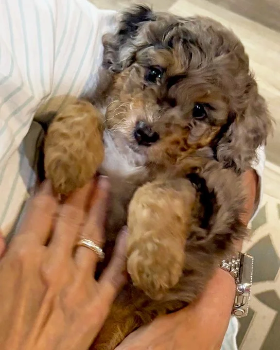 A blue merle mini aussiedoodle puppy with a teddy bear face.