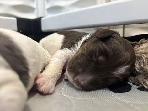 Dogwood Family Doodles, breeding ethical mini aussiedoodles north of Atlanta, Georgia