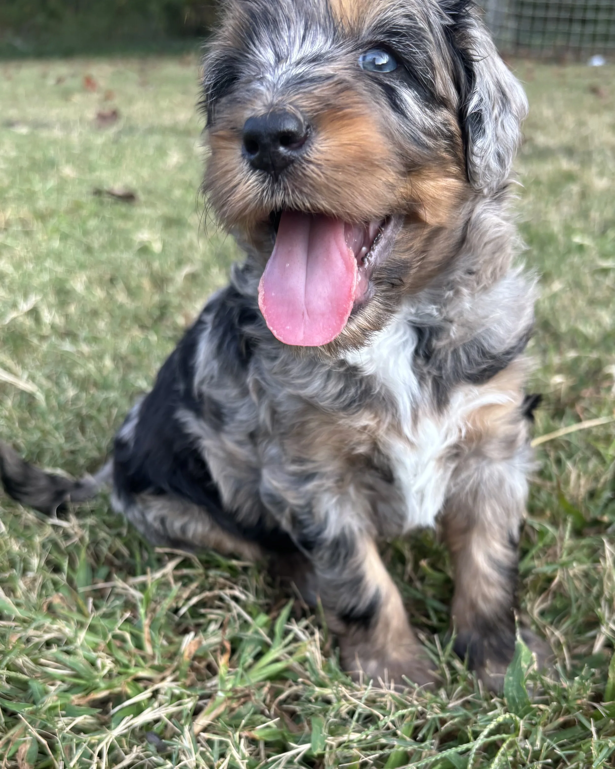 A sweet blue merle mini aussiedoodle puppy, blue eyes, and its tongue hanging out, sitting on grass outdoors.