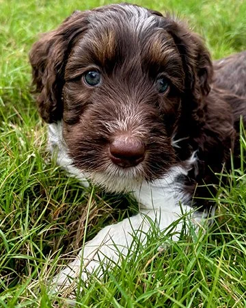 Dogwood Family Doodles, breeding ethical mini aussiedoodles north of Atlanta, Georgia