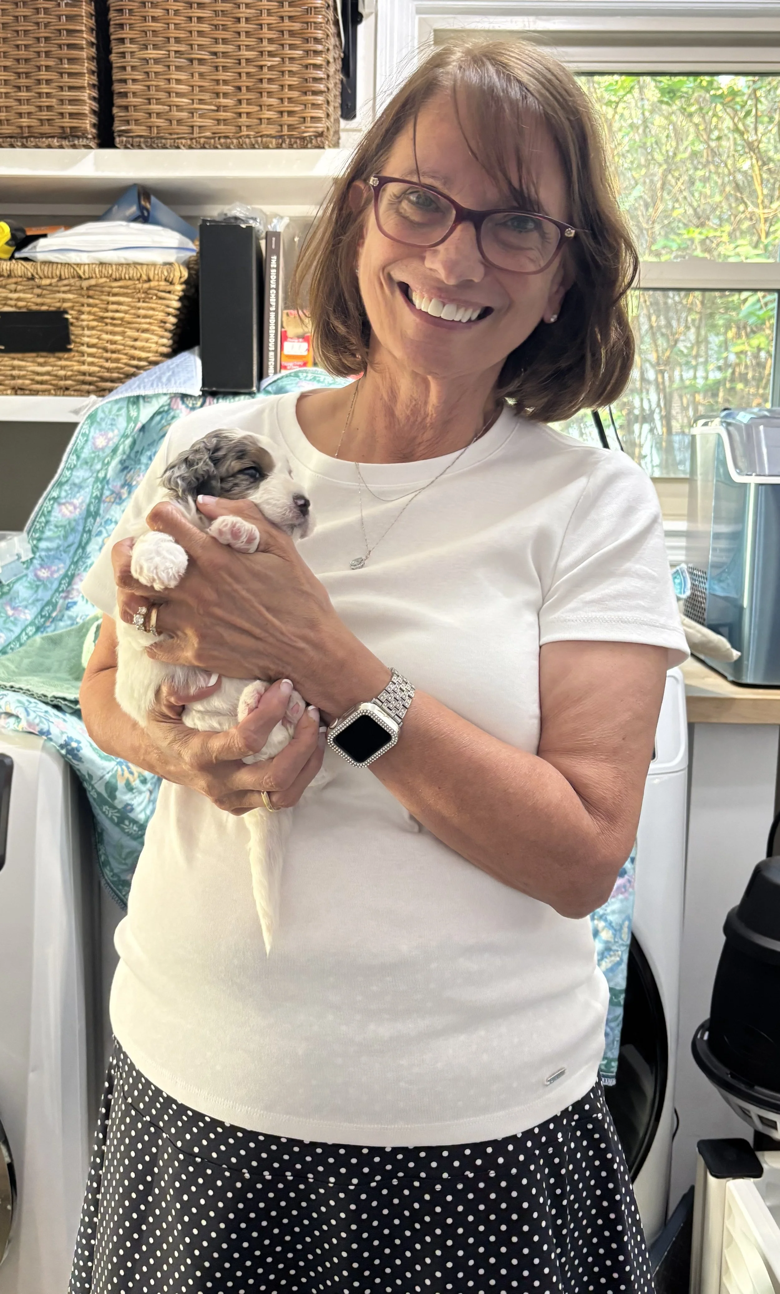 A cute blue merle parti mini aussiedoodle being loved on by a visitor.
