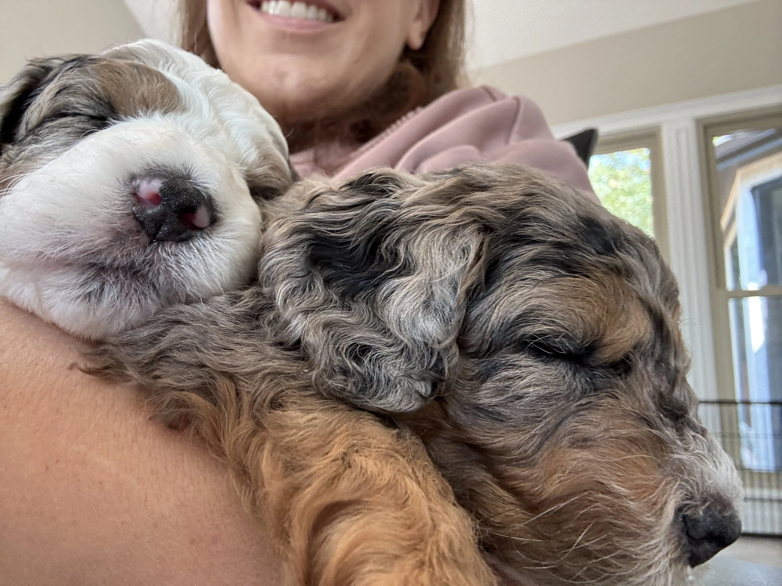 Team member Alison with mini aussiedoodle puppies.