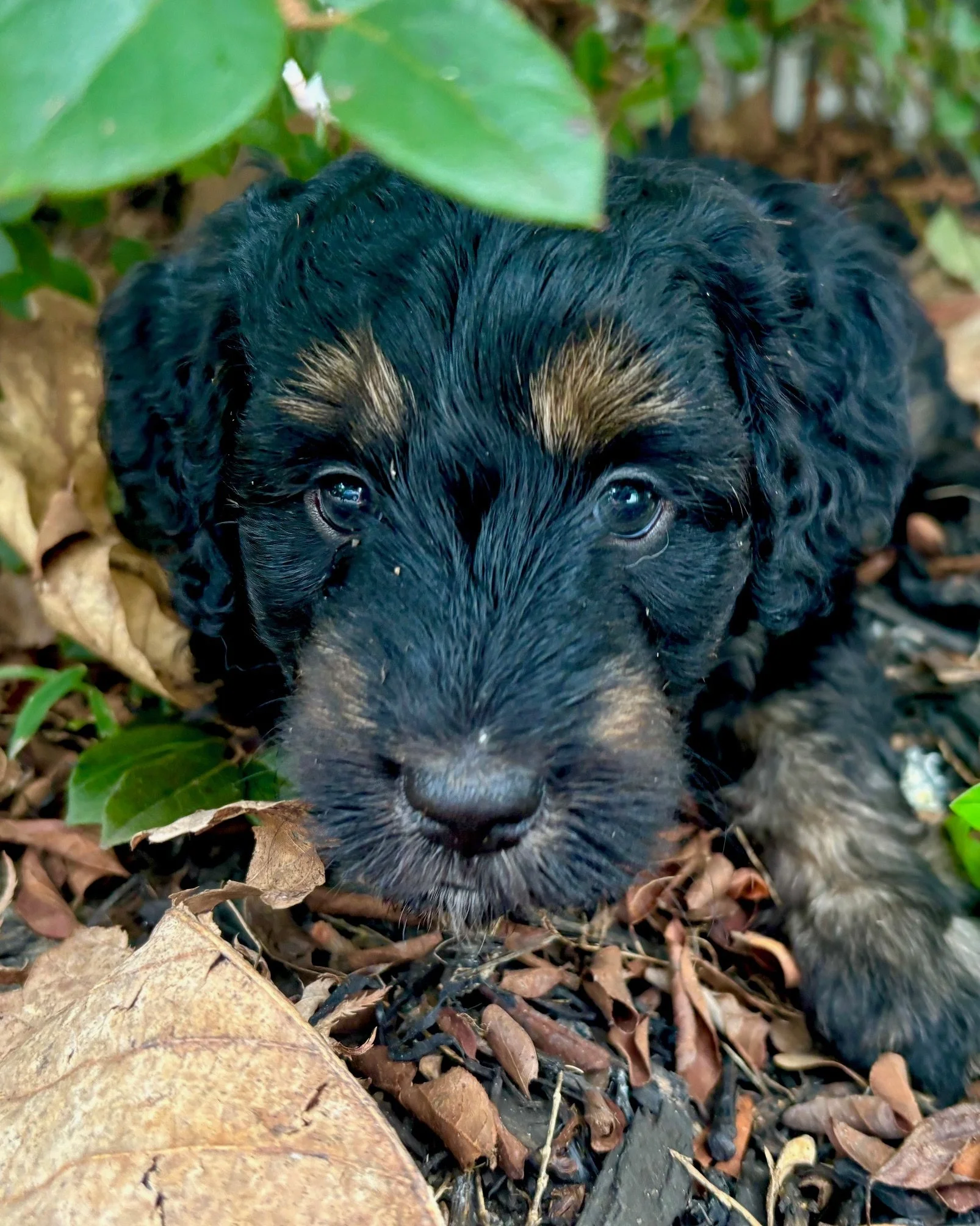 A black phantom mini aussiedoodle puppy surrounded by leaves and soil, looking directly at the camera.
