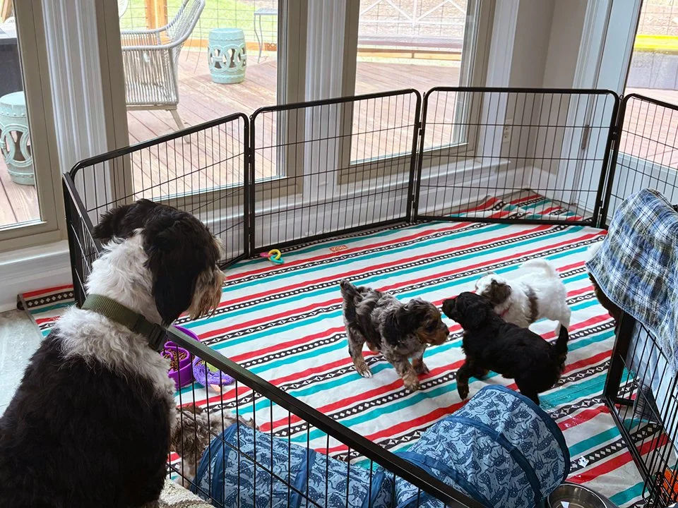 Mini aussiedoodle puppy kindergarten being watched over by mama black tri color mini aussiedoodle.
