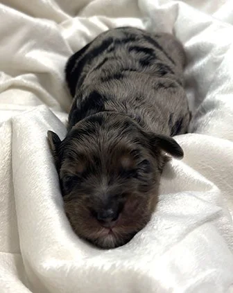 Dogwood Family Doodles, breeding ethical mini aussiedoodles north of Atlanta, Georgia