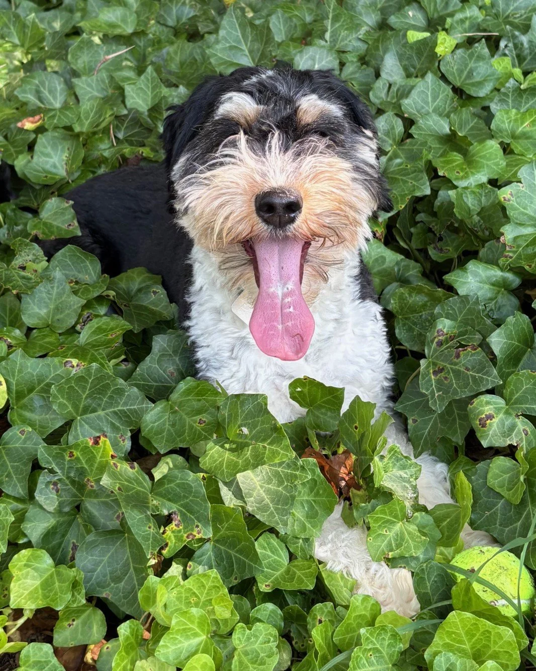 A happy Dogwood mama Roxy, a black tri color mini aussiedoodle lying in a patch of green ivy leaves.