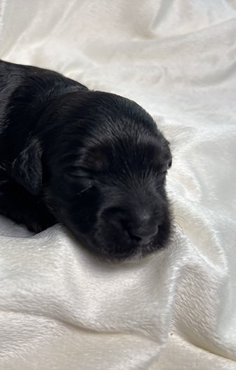 Dogwood Family Doodles, breeding ethical mini aussiedoodles north of Atlanta, Georgia