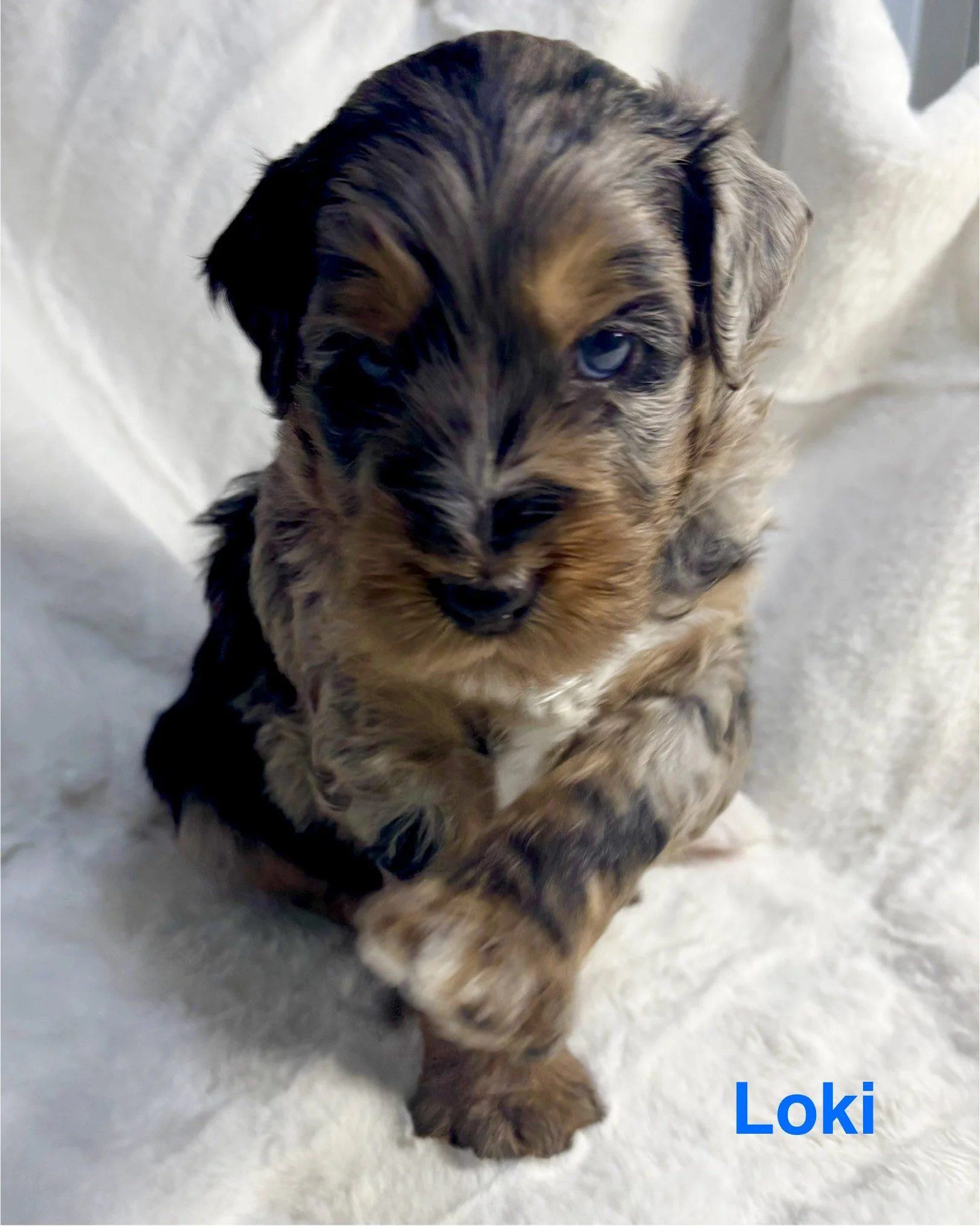 A cute blue merle mini aussiedoodle puppy with striking blue eyes.