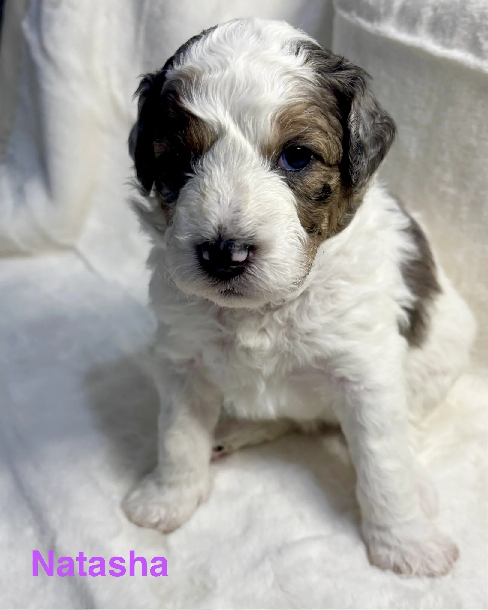 Avengers Unite! Meet Roxy's Litter