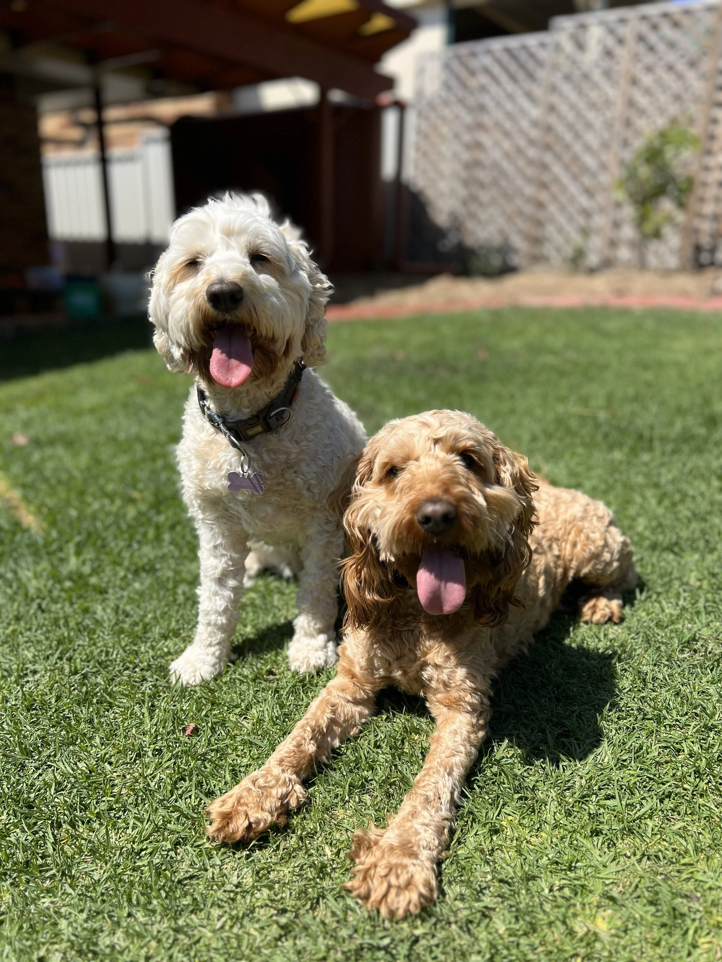 Two dogs, one white and the other light brown, sitting on green grass in a backyard, both with their tongues out. The white dog is sitting upright, and the light brown dog is lying down. There is a wooden fence and shed in the background under a sunny sky.