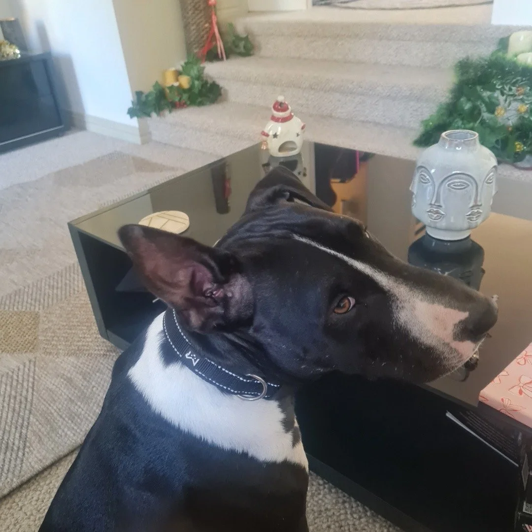 A black and white dog resting its head on a black coffee table in a living room decorated for Christmas.