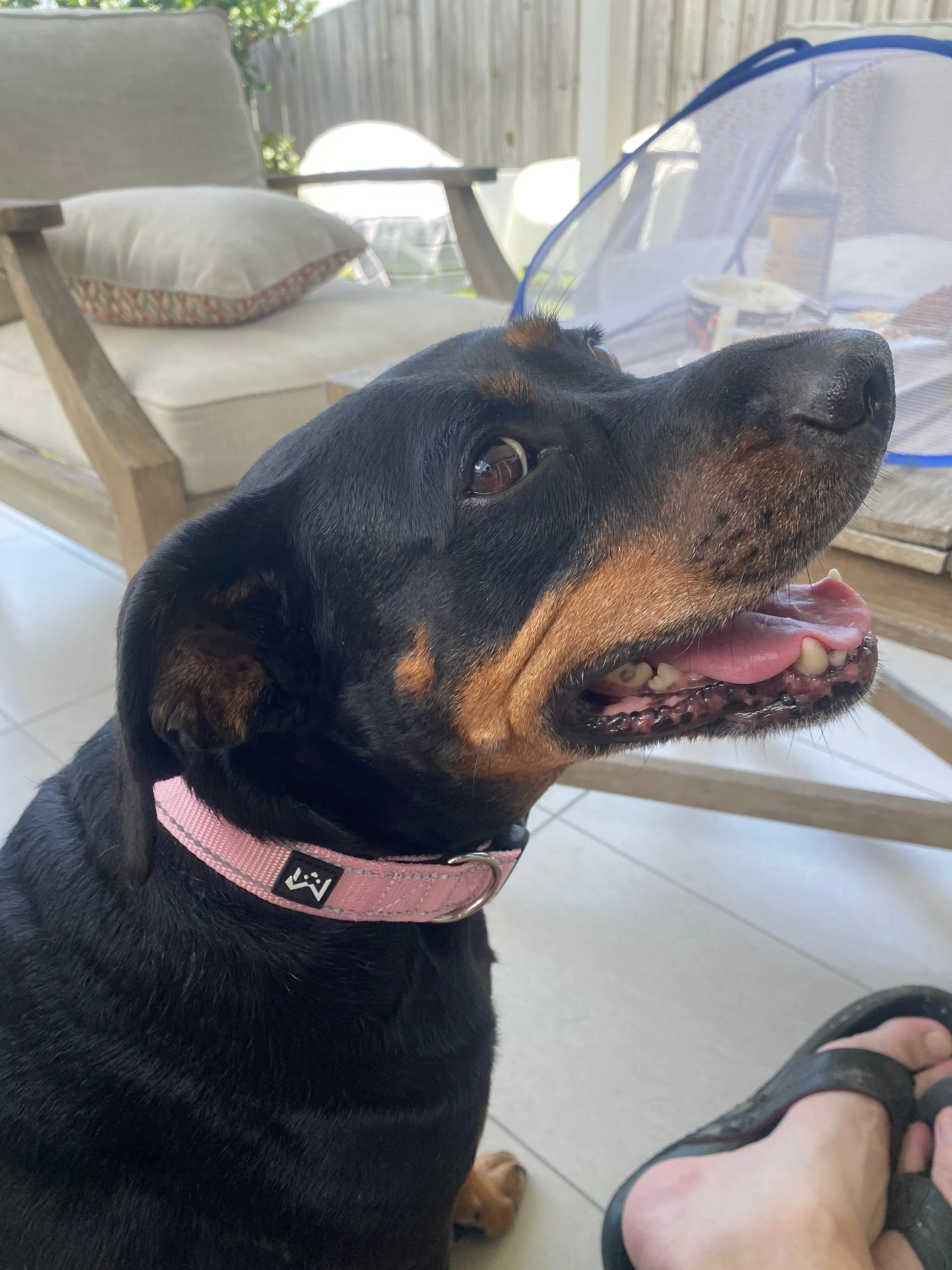 Dog Smiling with Maxxie Tough Dog Collar