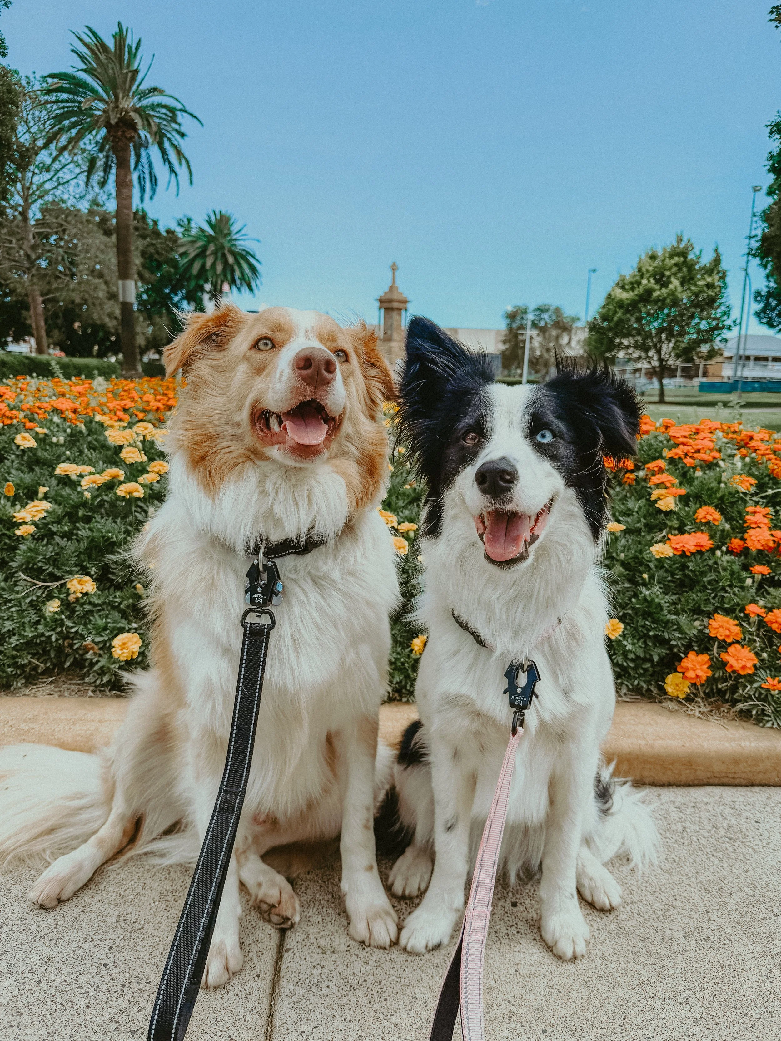 Two boarder collies with ergonomic leads