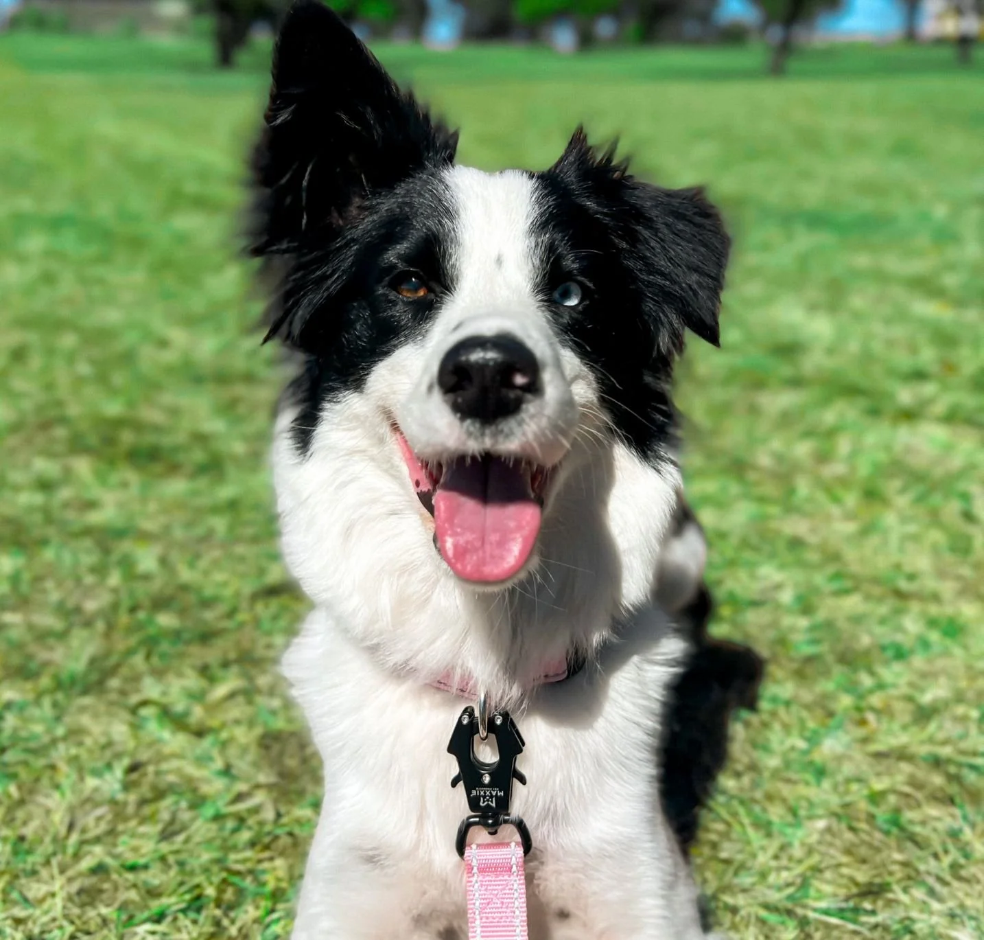 A happy black and white dog with heterochromatic eyes sitting on grass in a park.