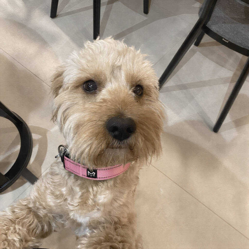 Small Dog with cute eyes - durable pink dog collar 