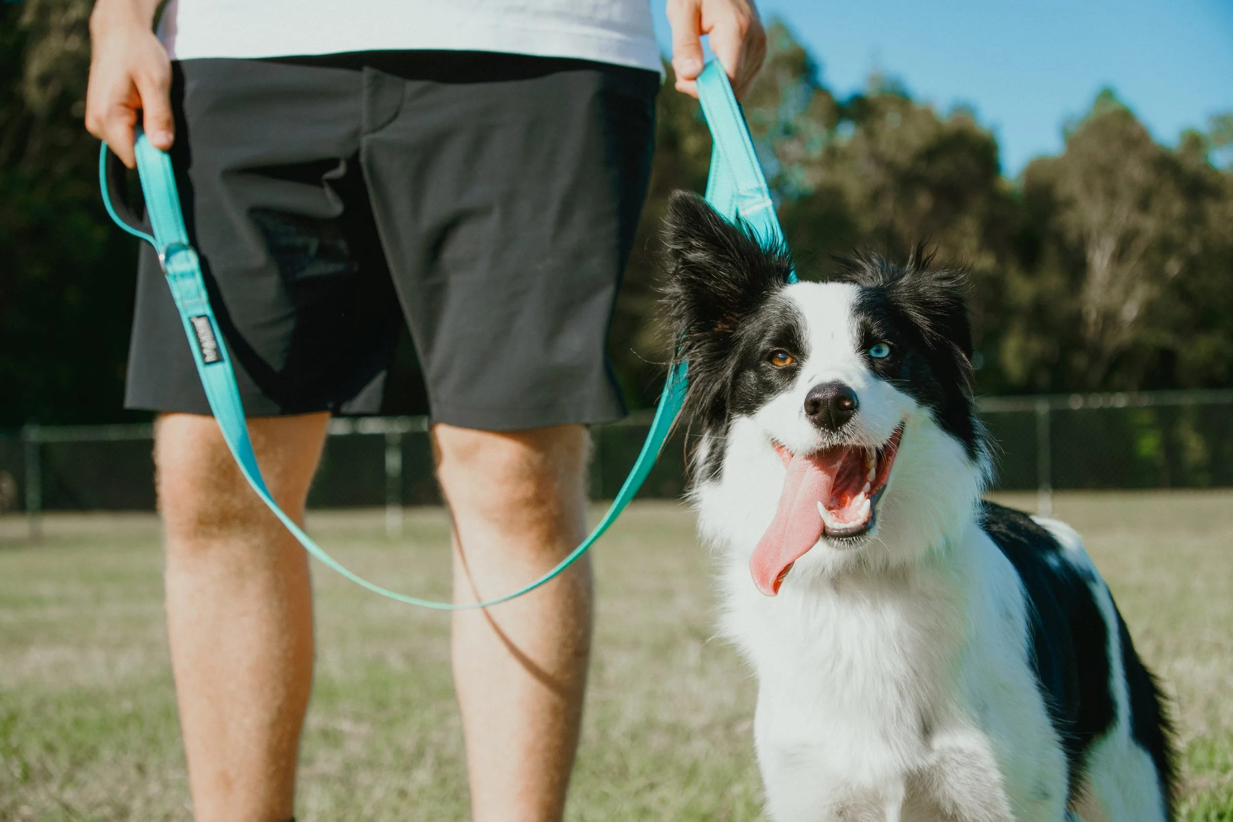 Dog smiling with a ergonomic lead