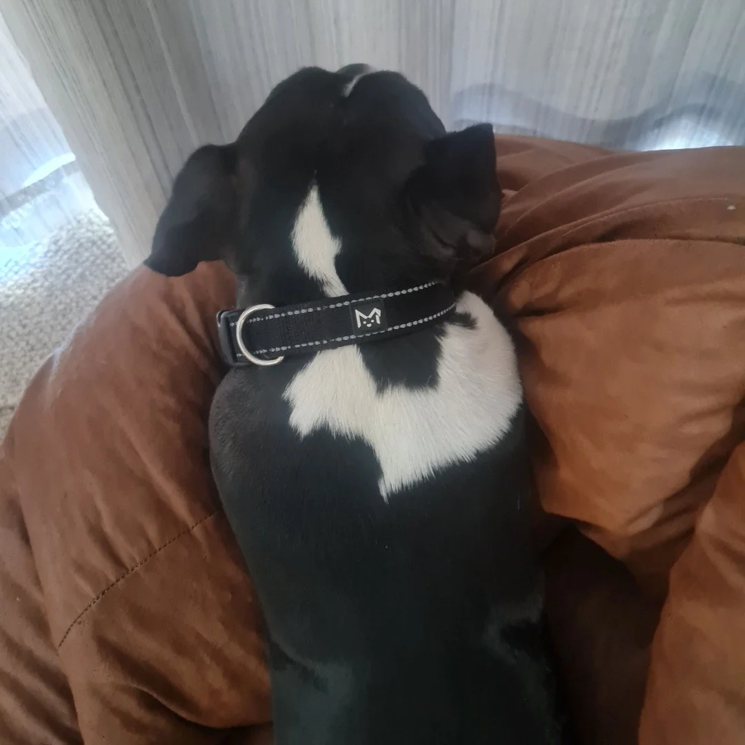 Big Dog with premium dog collar