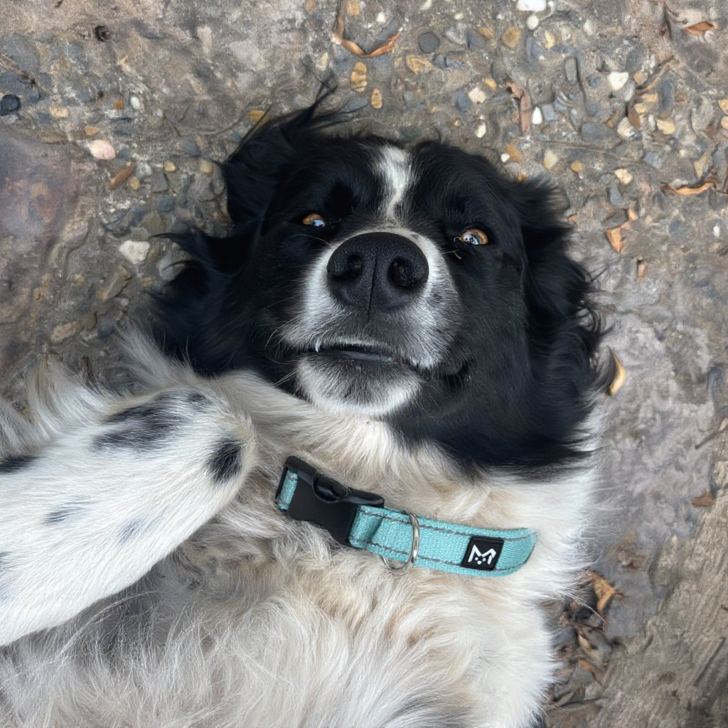 Boarder Collie - High Quality Collar 