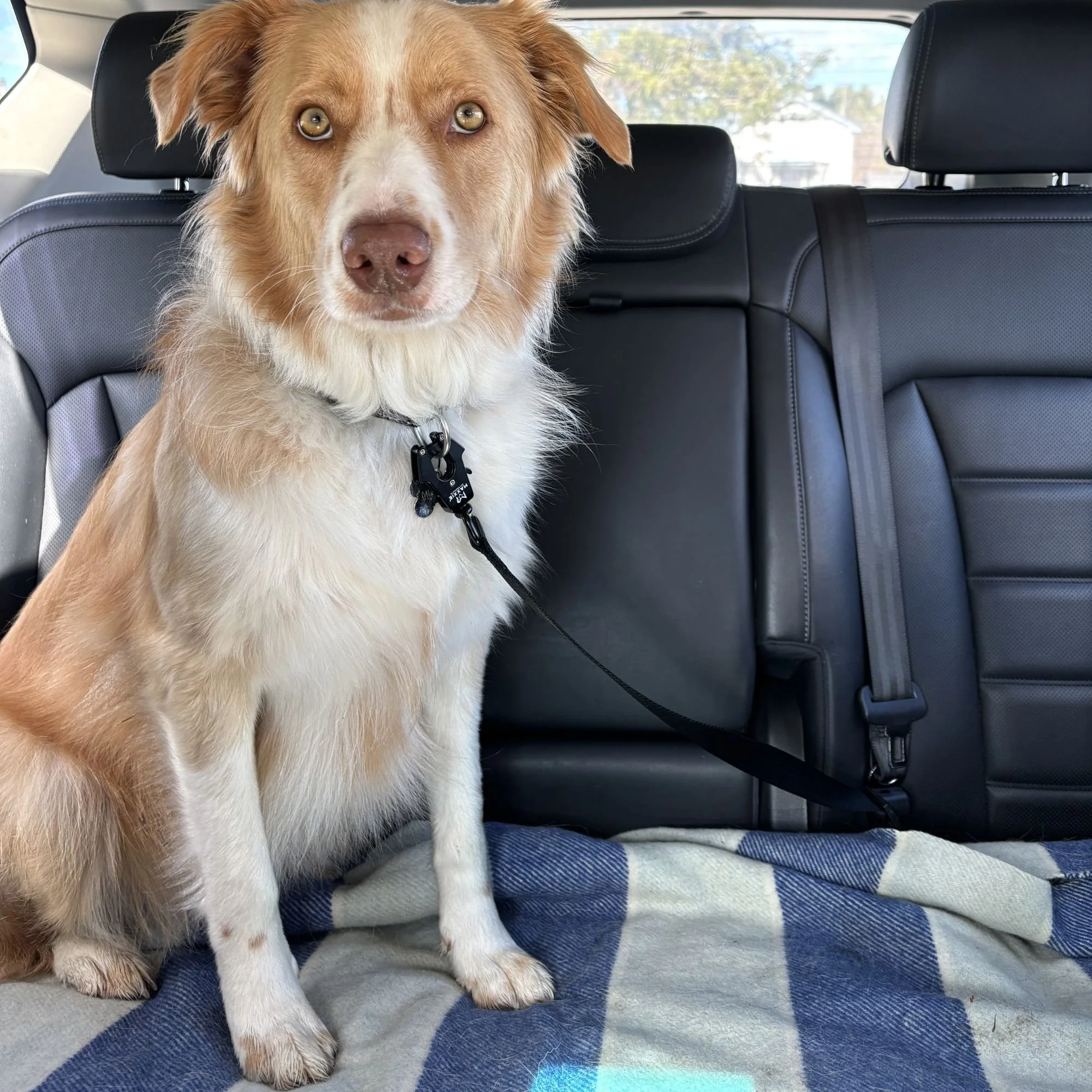 Boarder Collie with Dog Car seat Belt.jpg