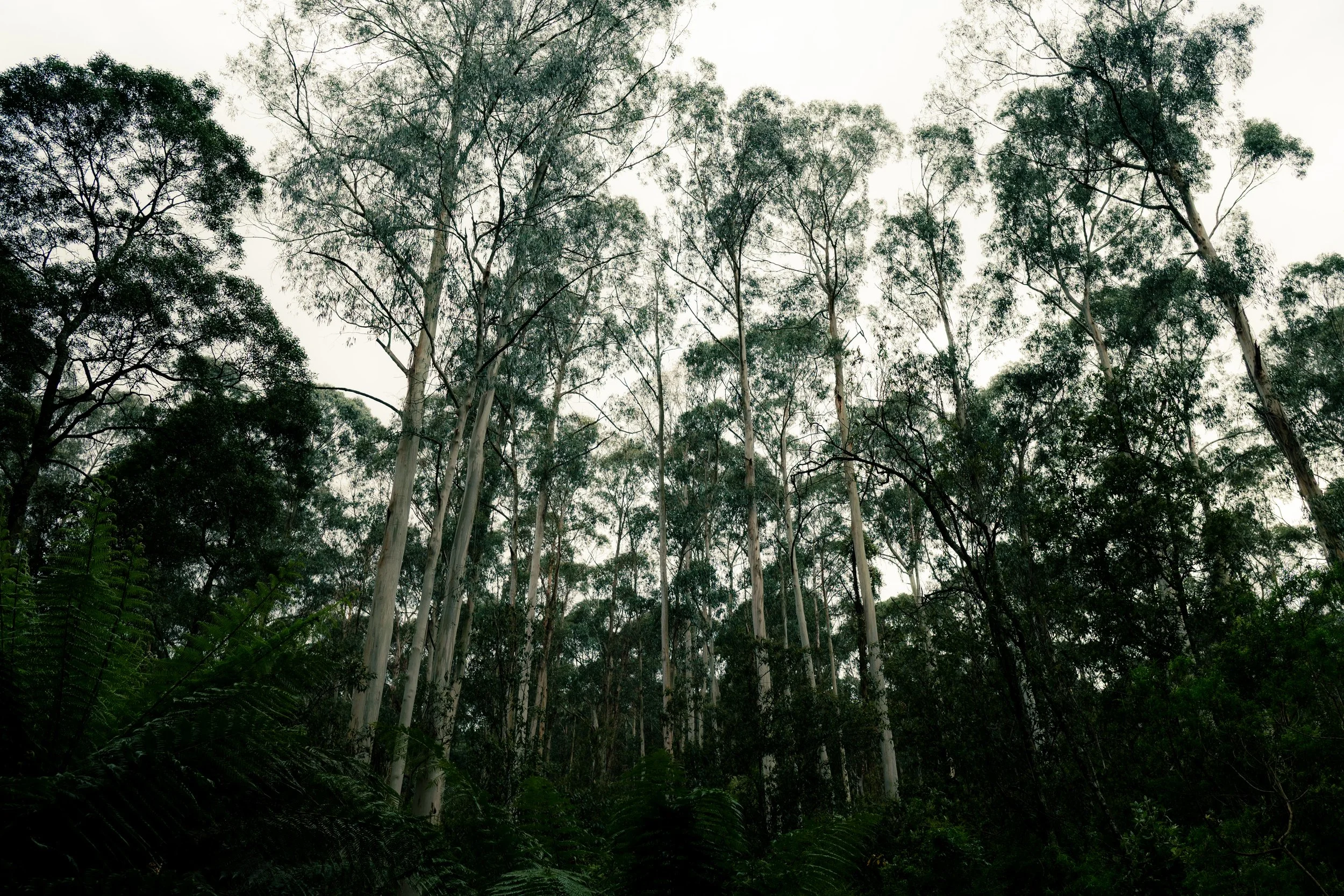 Tall eucalyptus trees with slender trunks and green foliage in a dense forest under a pale sky.