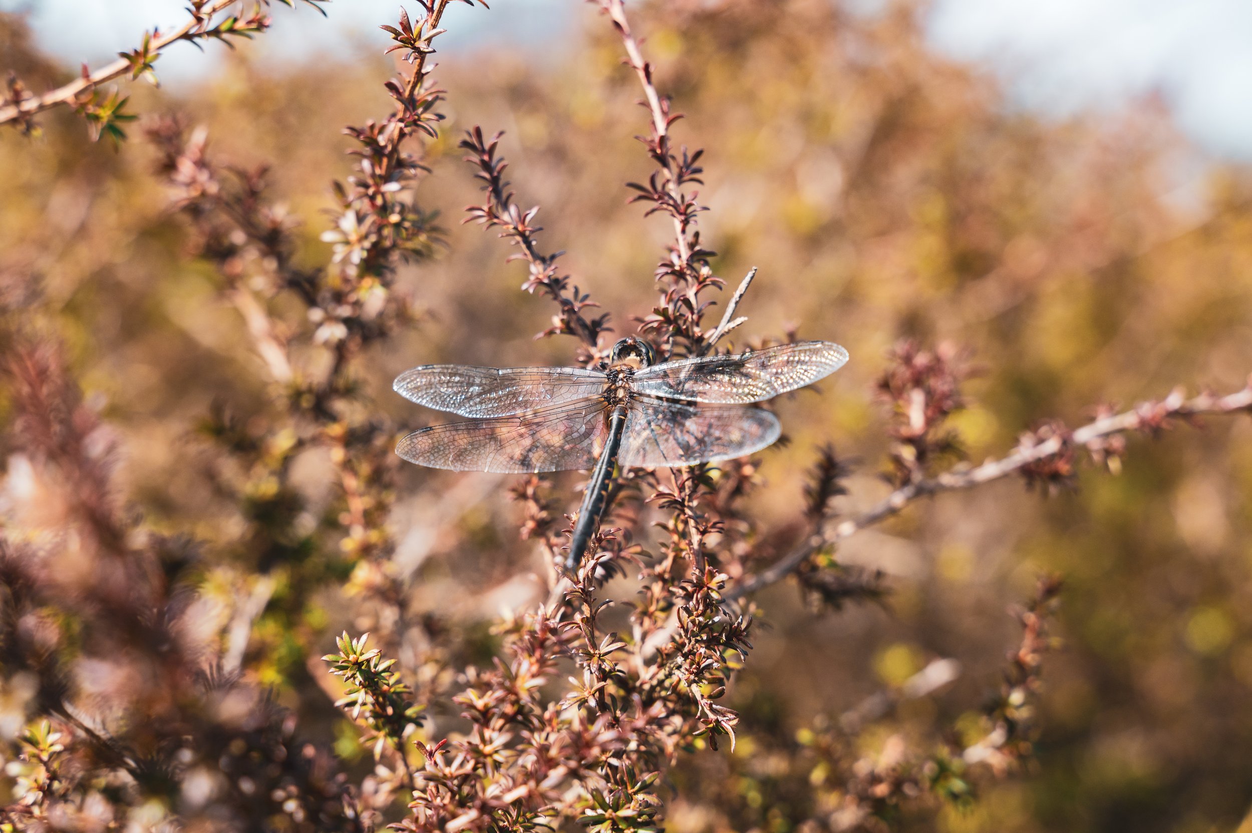 Close-up of a dragonfly perched on a shrub with small reddish-brown leaves and branches, with a soft-focus background of similar foliage.