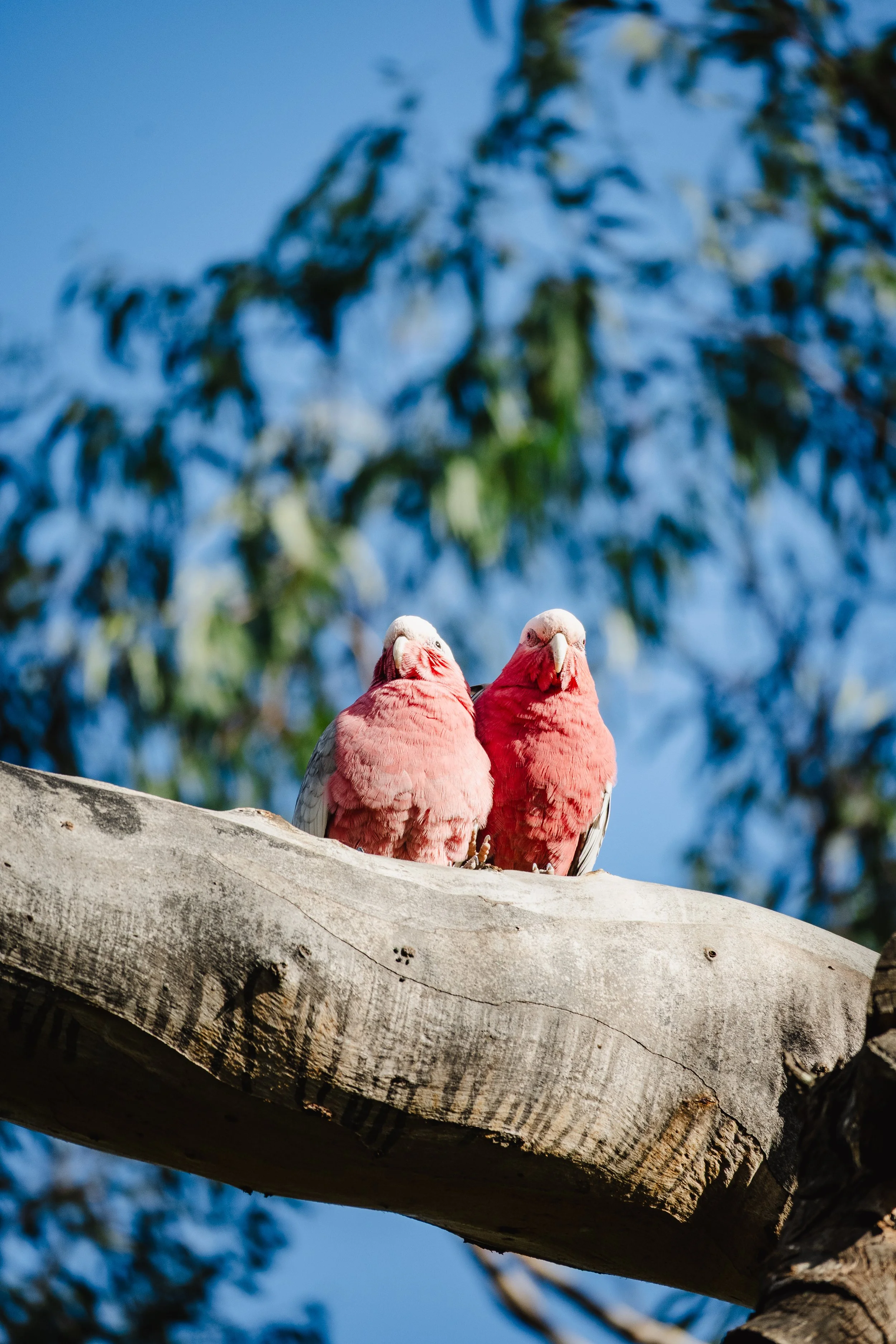 Two pink and grey parrots perched on a tree branch against a blue sky with blurred green leaves.
