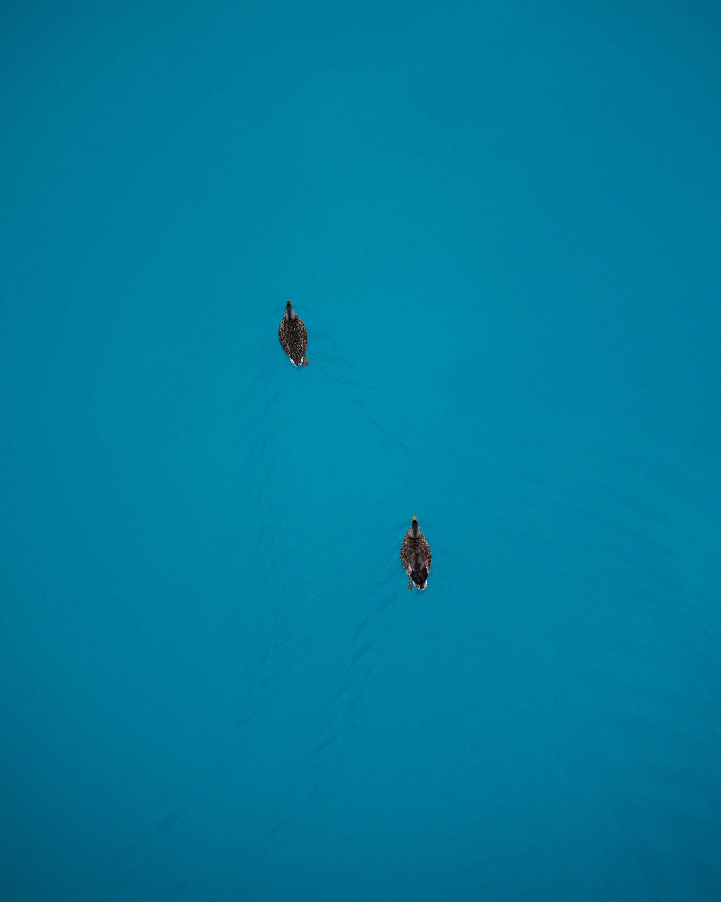 Two ducks swimming on a calm blue water surface.
