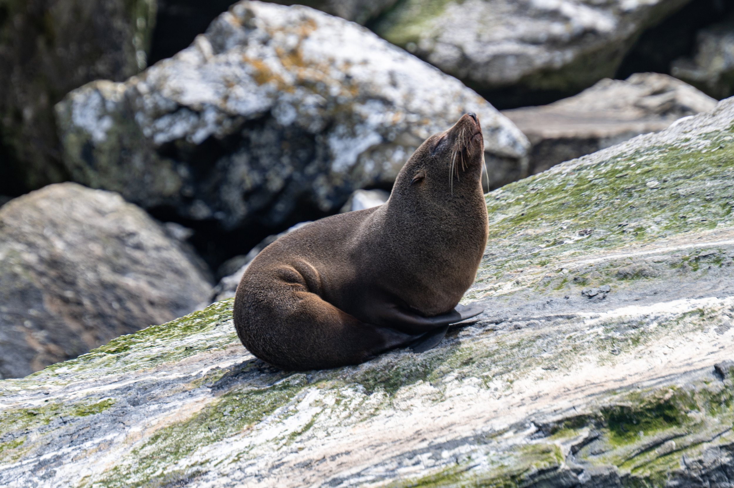 A seal resting on a large, rocky surface among other rocks and boulders.