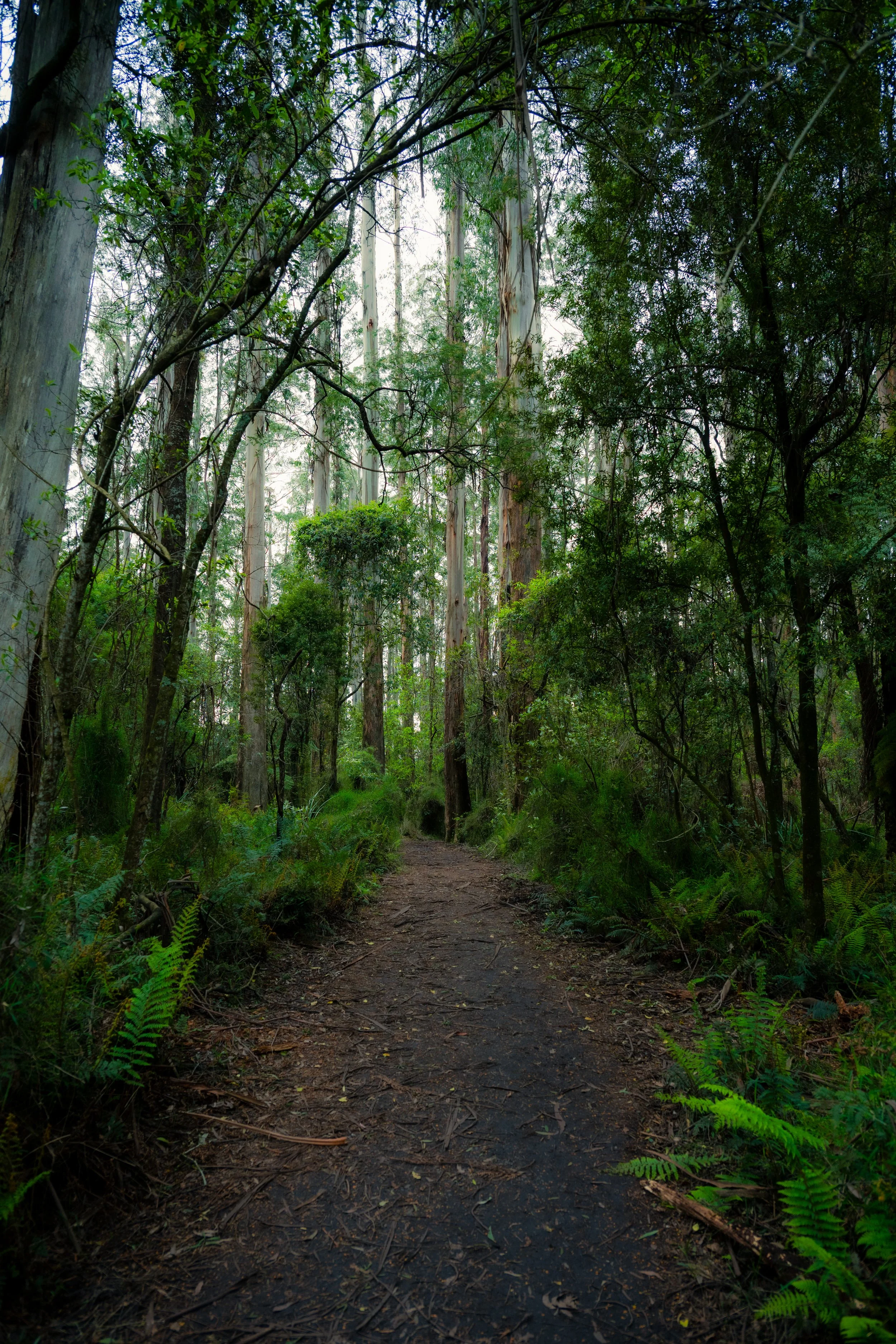 A dirt path winding through a lush green forest with tall trees and dense foliage.