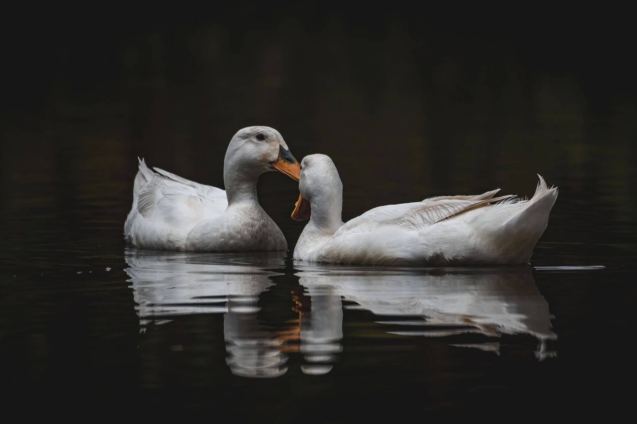 Two white swans on water, one swan's beak touching the other's head, dark background.