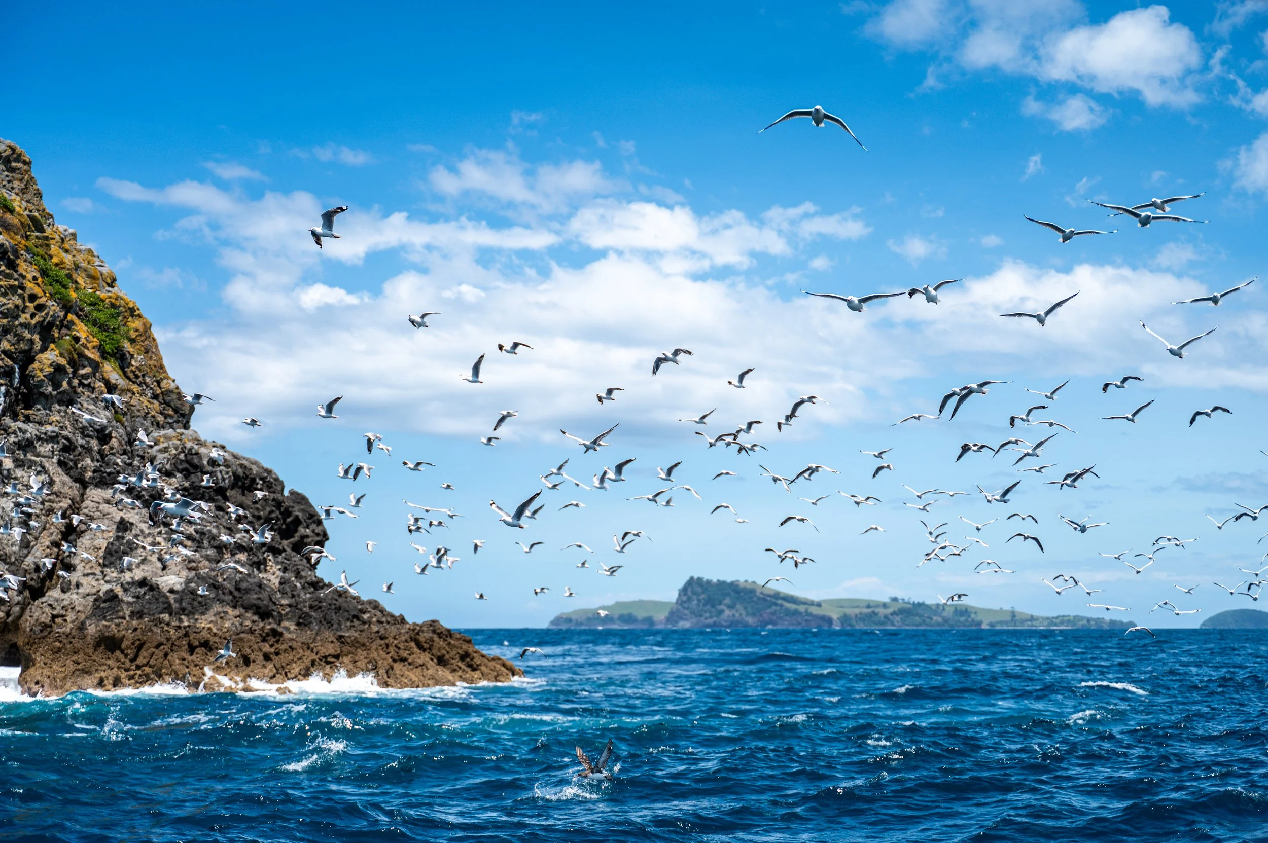 Seagulls flying over the ocean near rocky cliffs and distant islands on a bright, partly cloudy day.