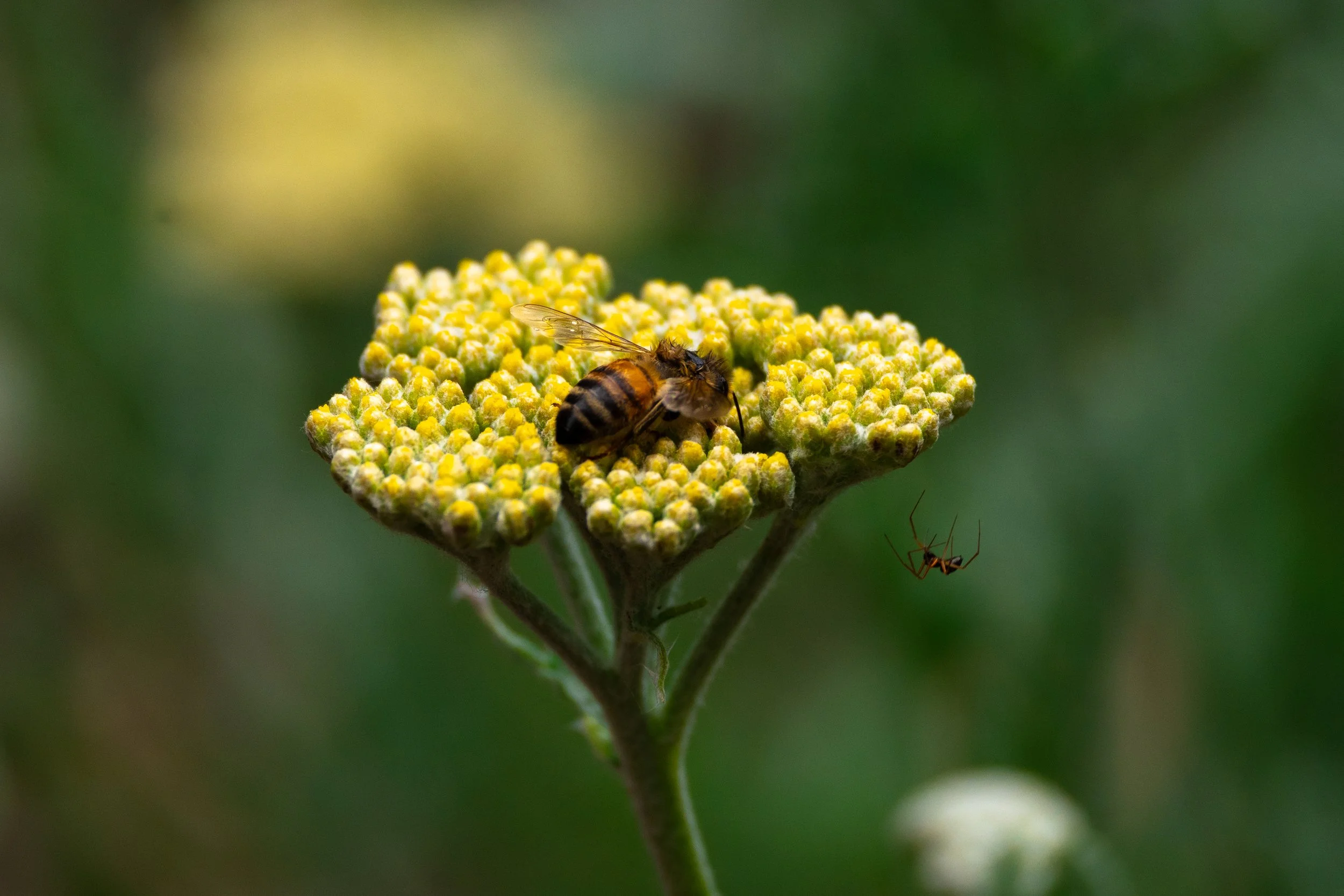 A bee on a yellow flower with a small spider hanging near the bottom right of the flower.