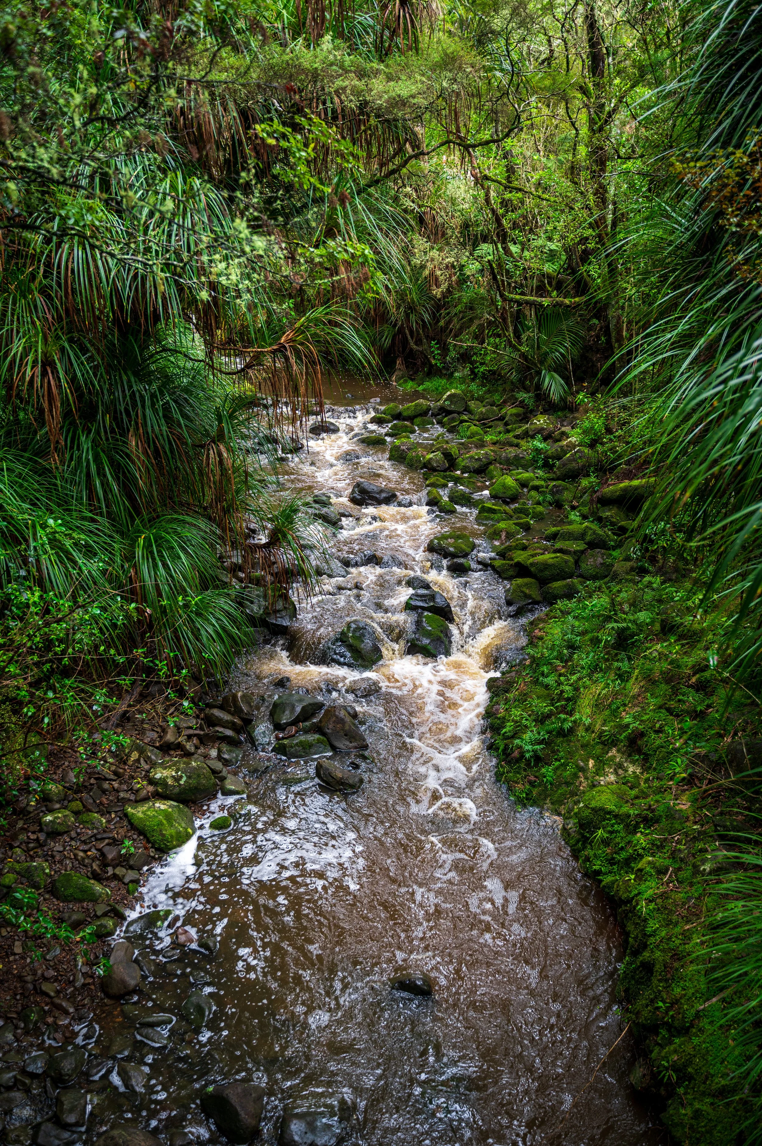 A narrow stream flowing through a dense green rainforest with lush plants and moss-covered rocks.