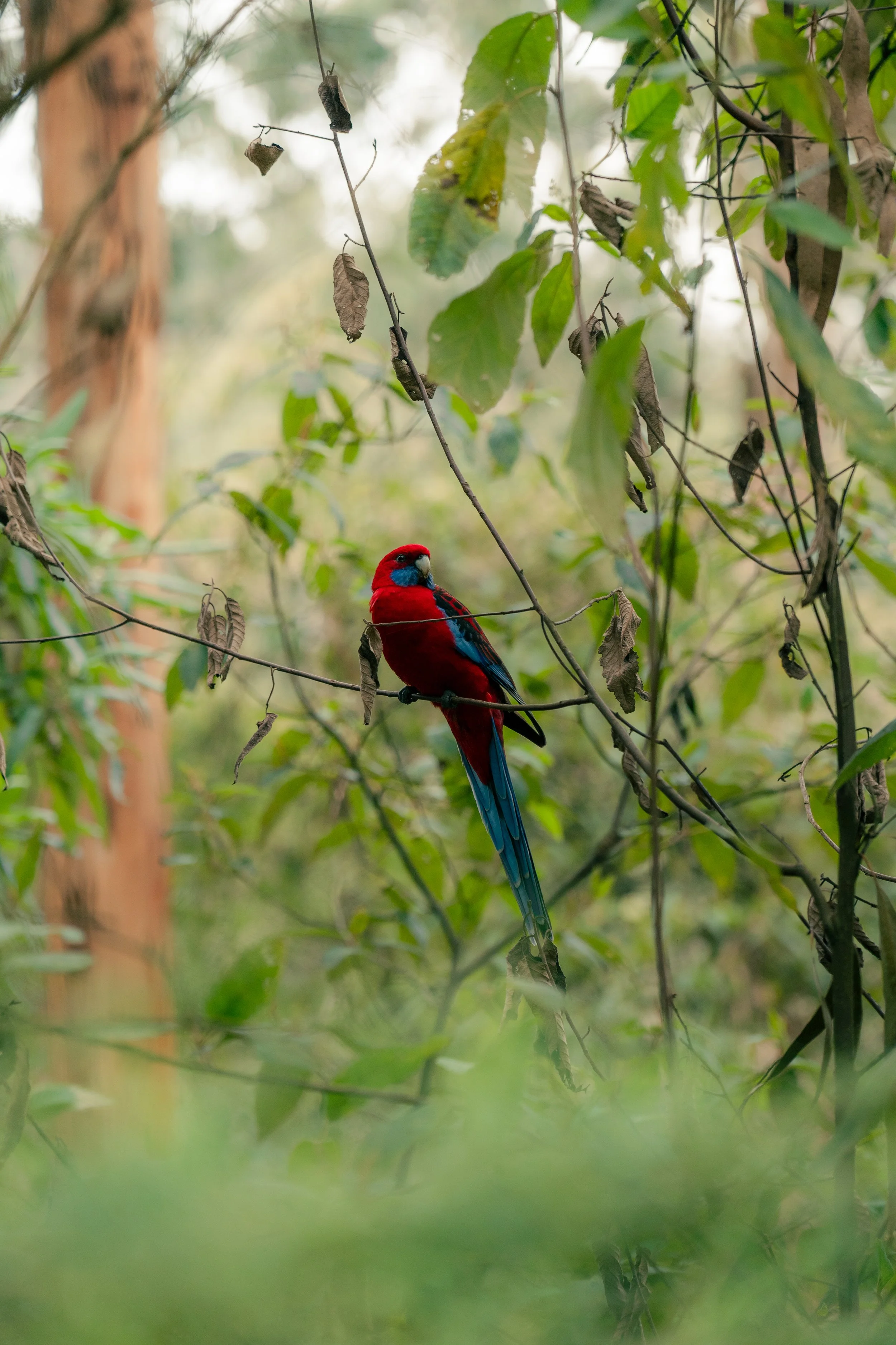 Dandenong Ranges (lmk if you know what bird this is)
