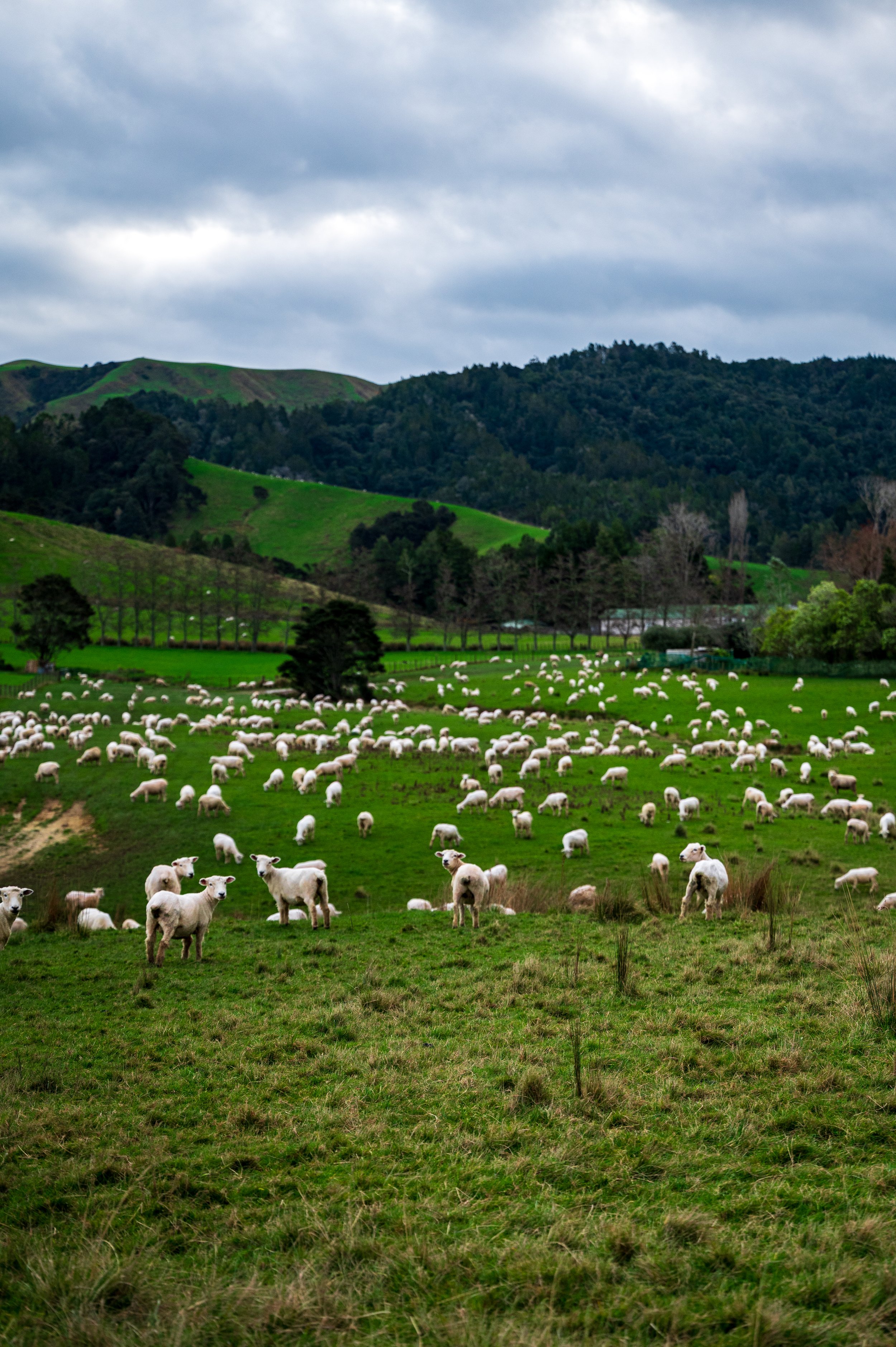 Green pasture filled with numerous white sheep grazing under cloudy sky, with rolling hills and trees in the background.