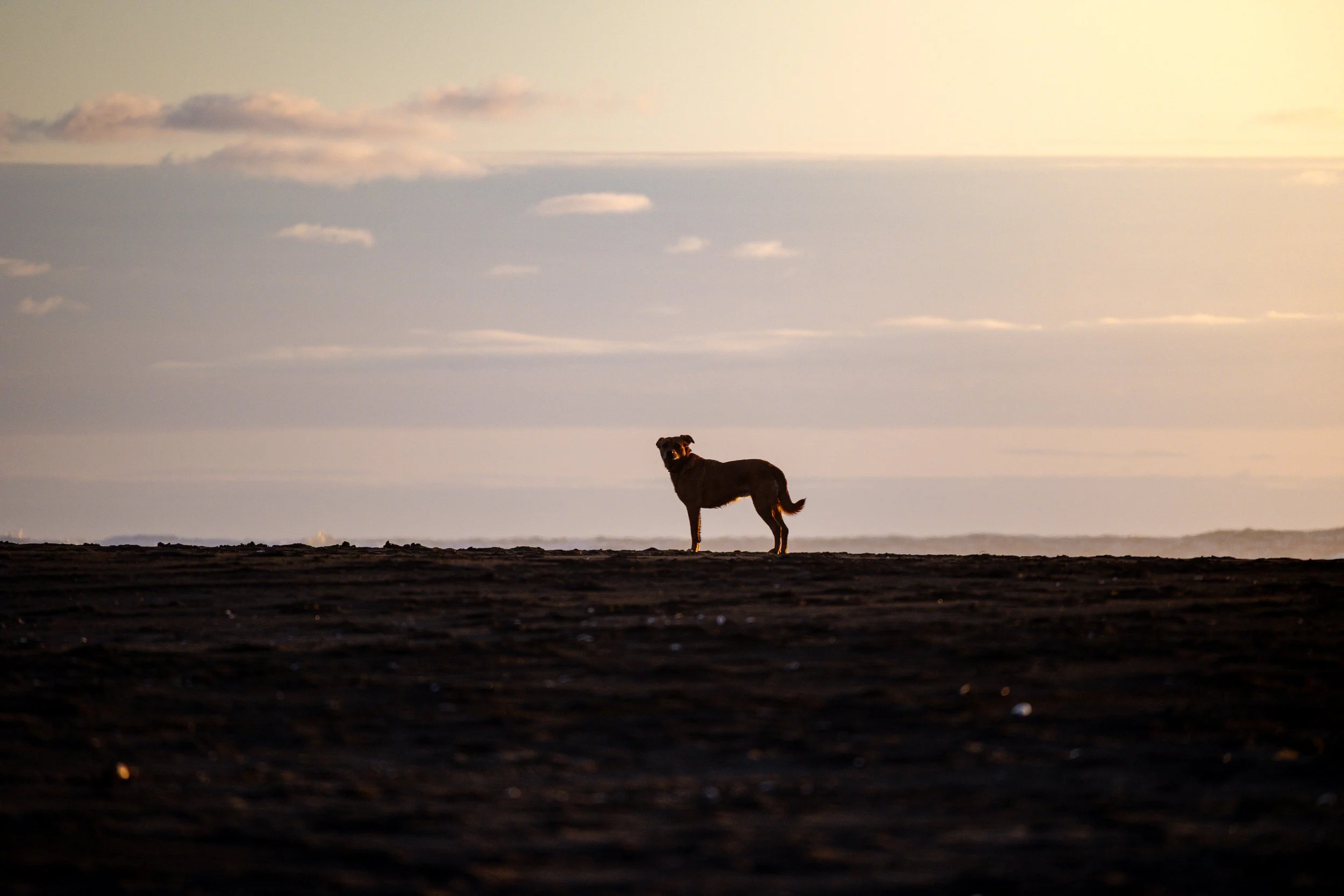 Dog standing alone on a dark sandy beach at sunset, with a cloudy sky in the background.