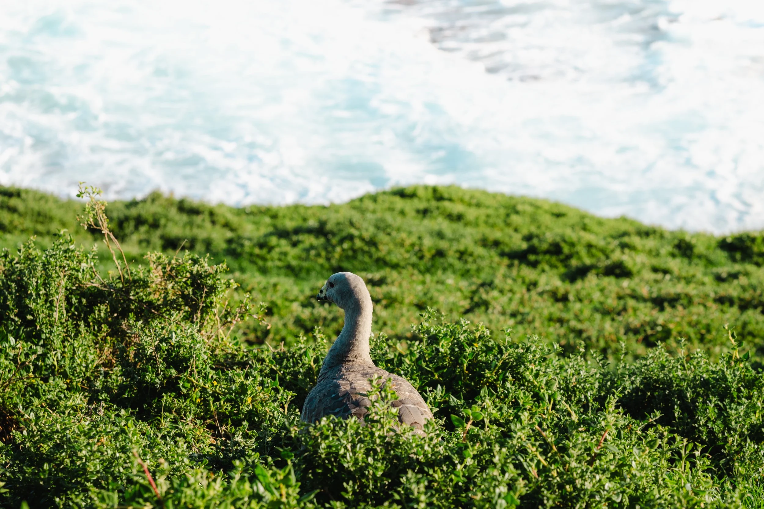 A bird, likely a dove, sitting among green bushes near the ocean with white waves in the background.