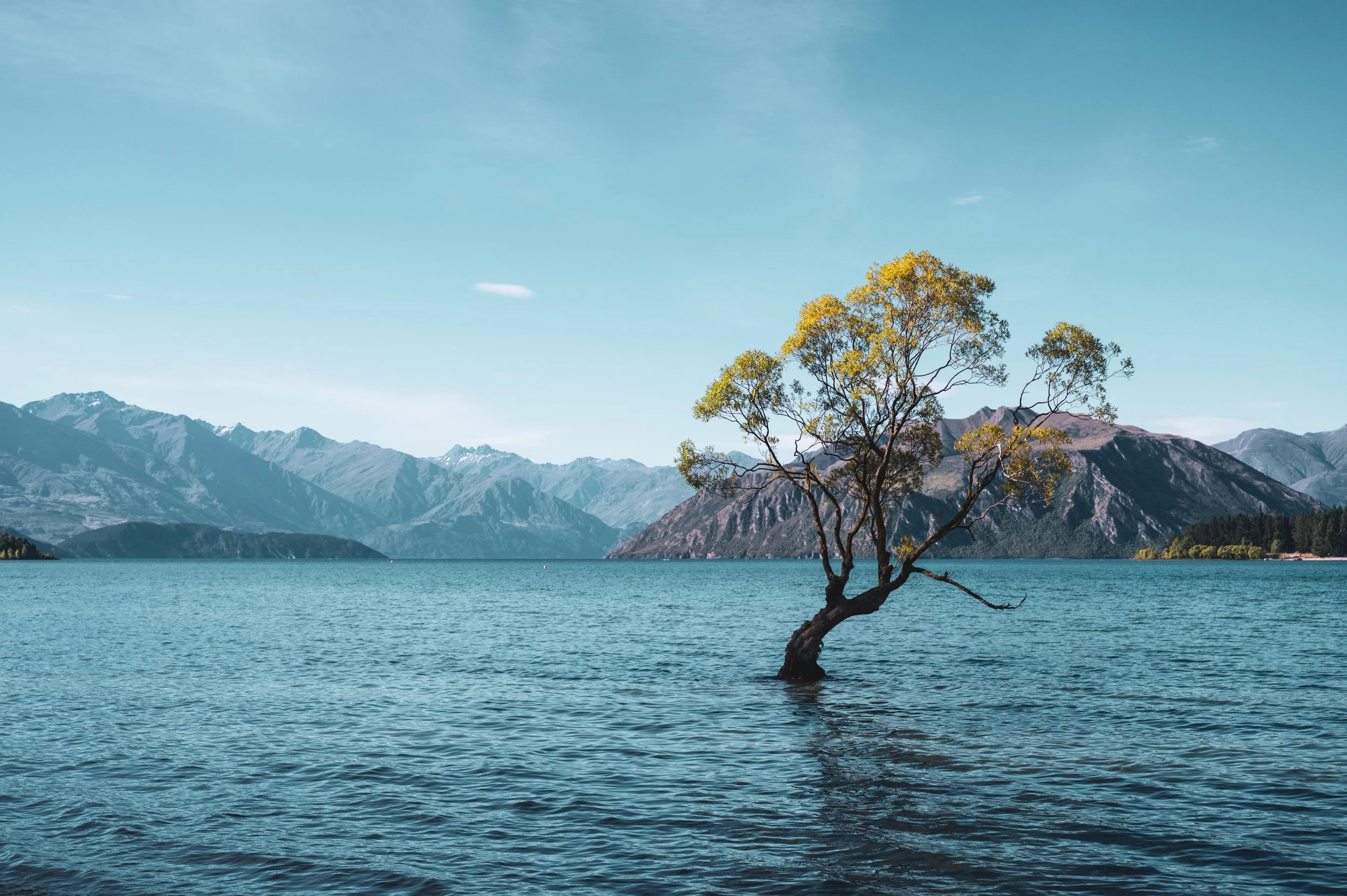 A lone tree growing out of a lake with mountains and a clear sky in the background.