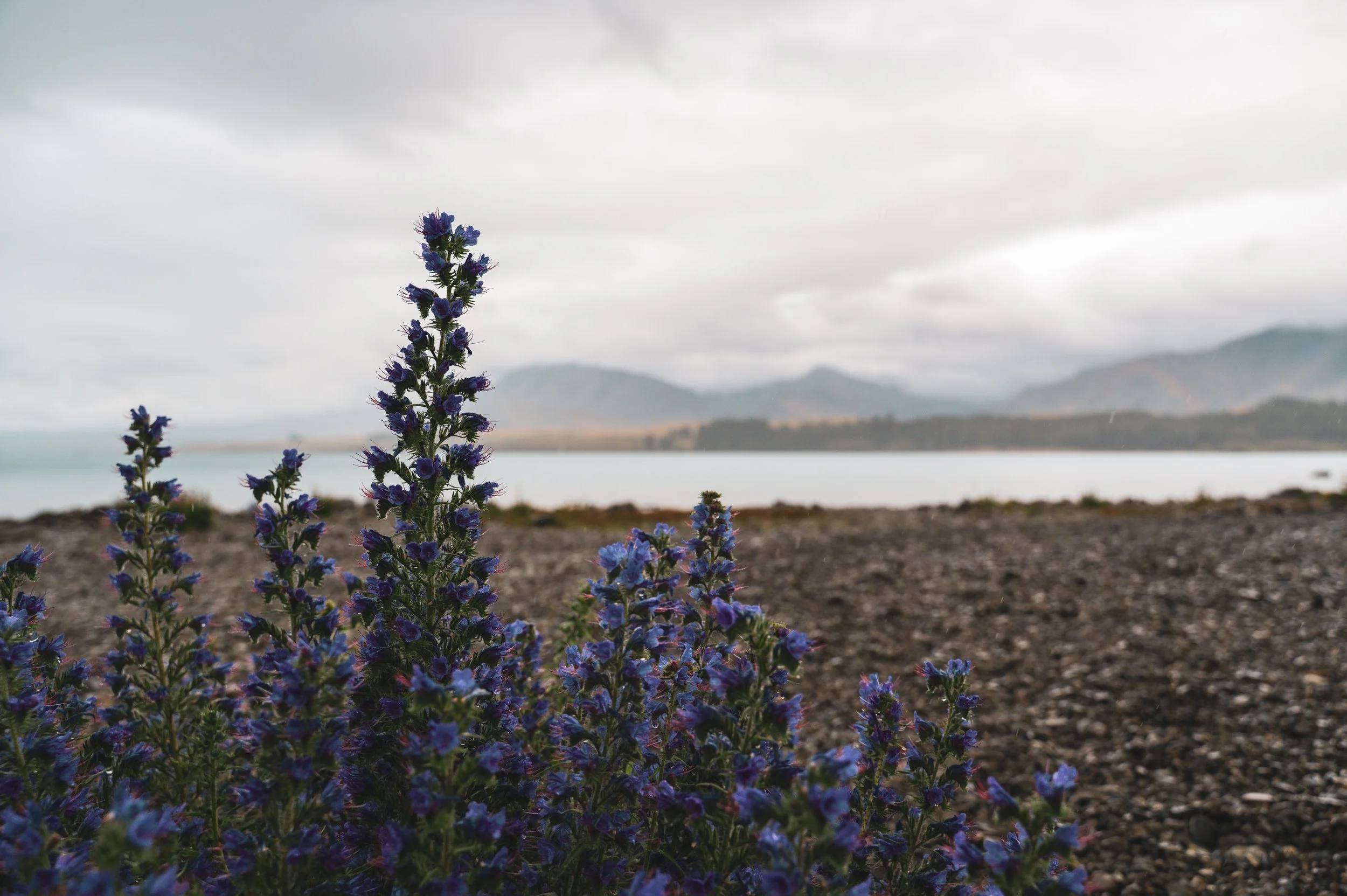 Purple flowers growing on rocky ground near a body of water with mountains and cloudy sky in the background.