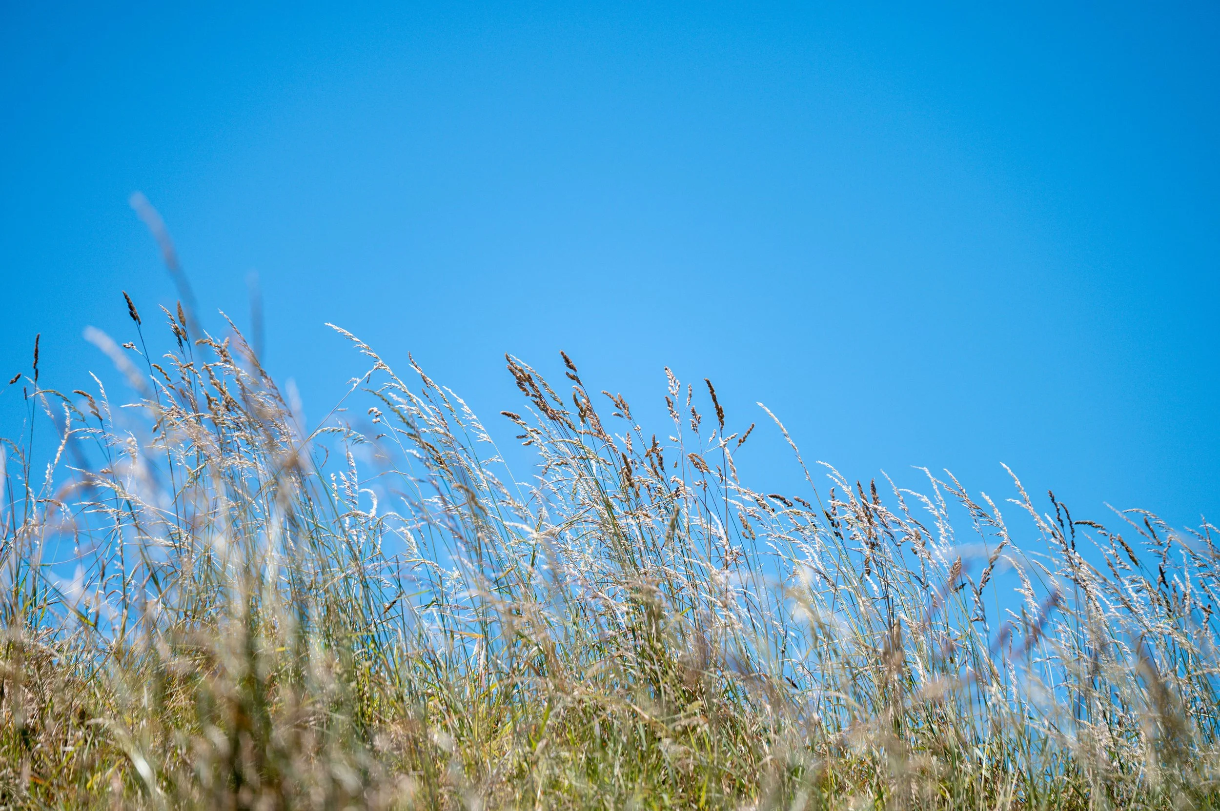 Tall, dry grass and plants on a hillside with a clear blue sky in the background.