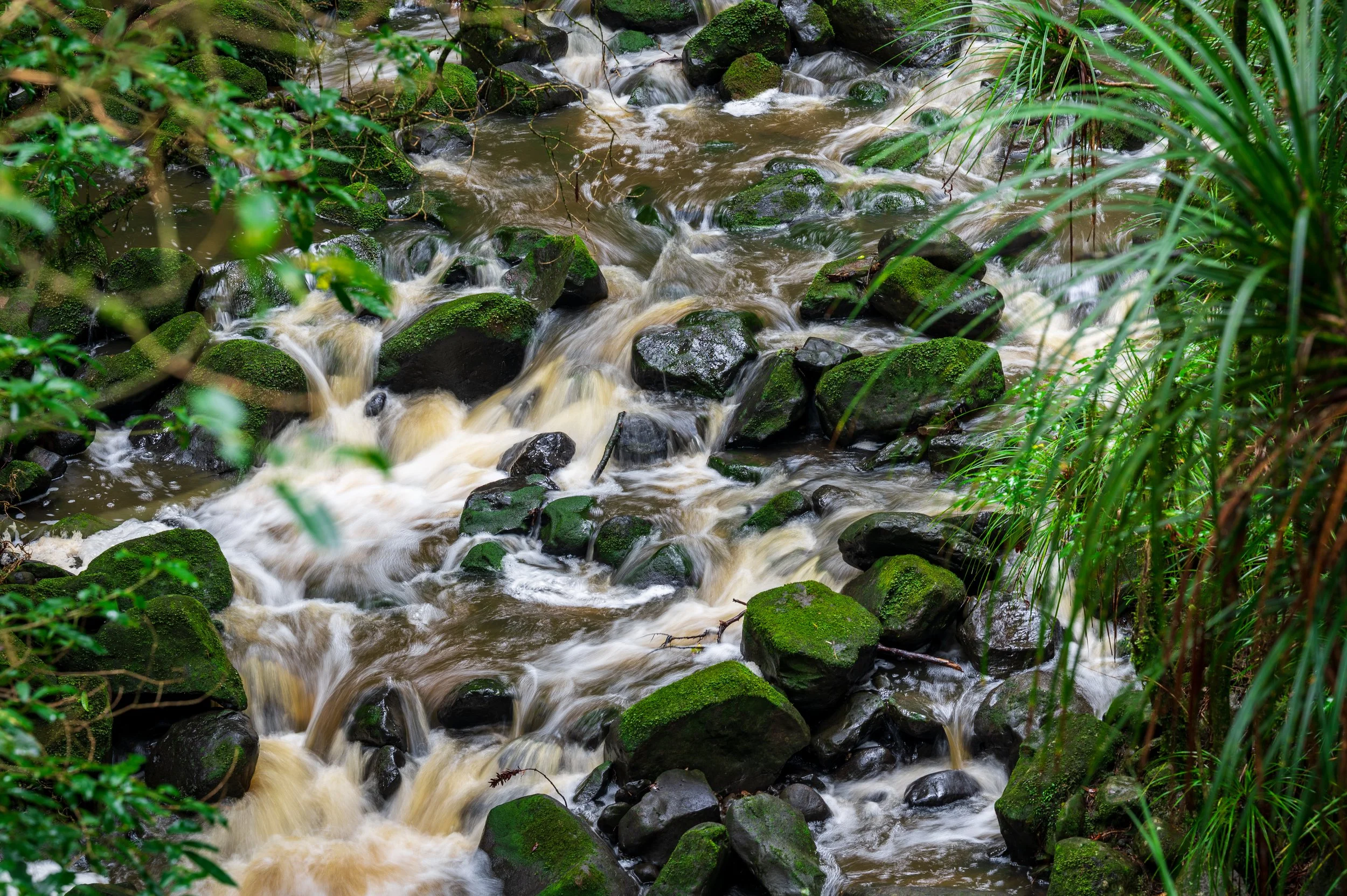 A small stream flowing over rocks in a lush green forest, with moss-covered stones and surrounding plants.