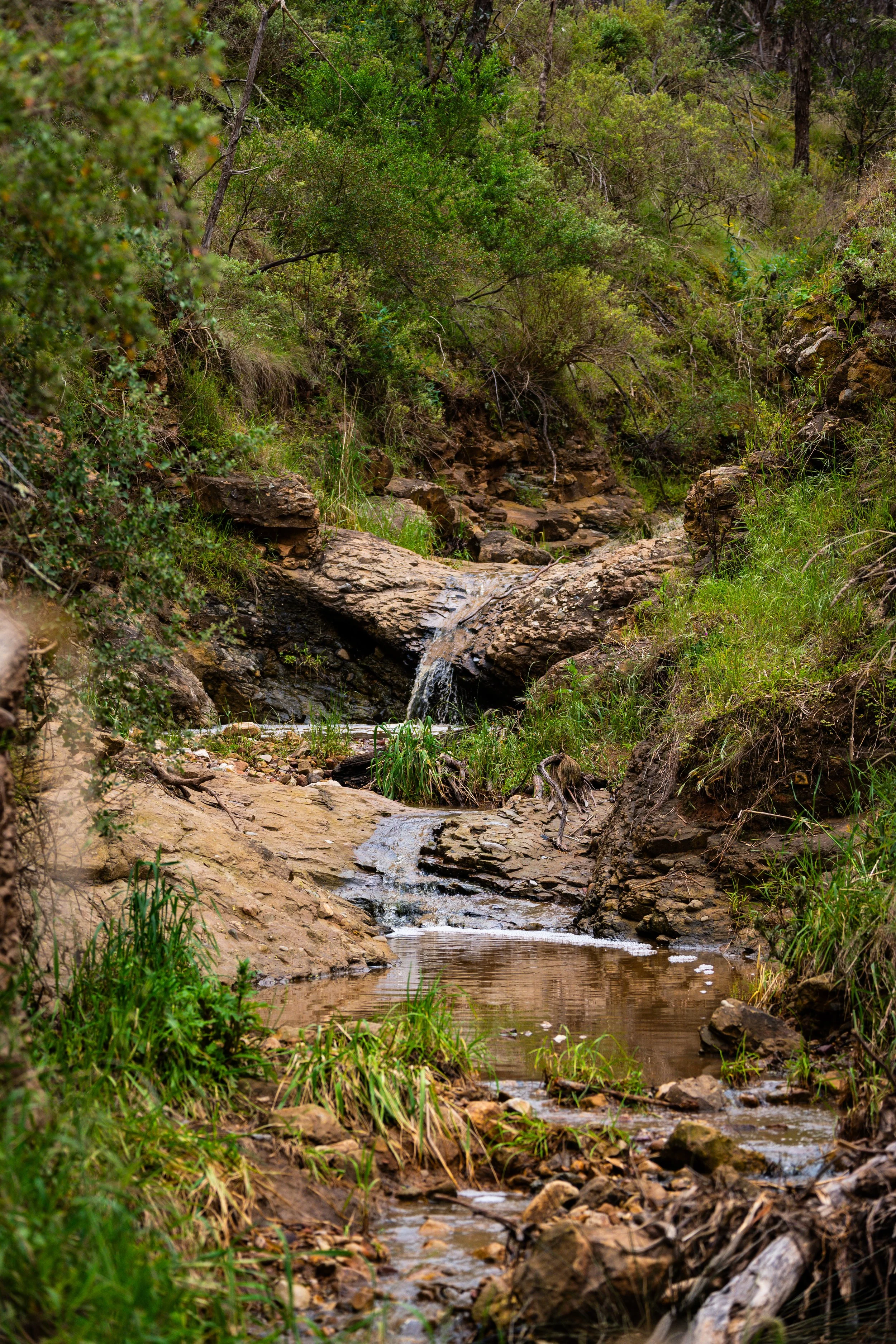 A small mountain stream flowing through a green forest with rocks and trees surrounding it.