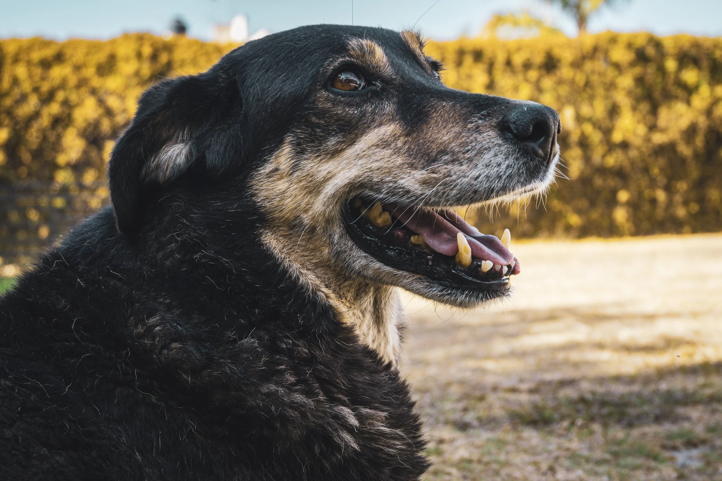 Close-up of a black and brown dog outdoors with a blurred green hedge background.