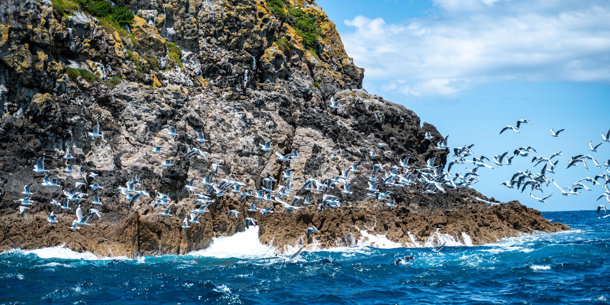 Seagulls flying near a rocky cliffside along the ocean with a blue sky above.