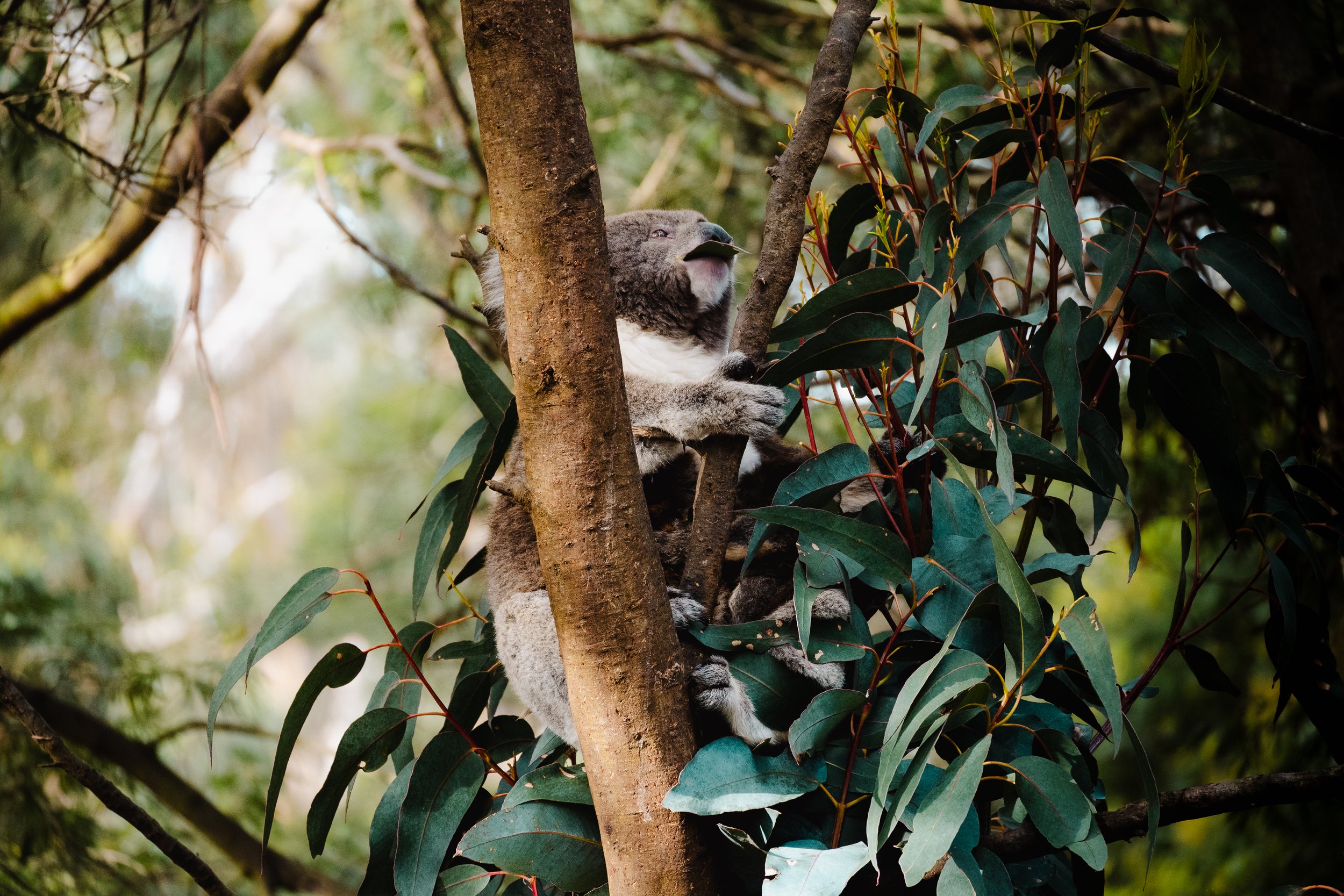 A koala bear resting in a tree surrounded by green leaves.